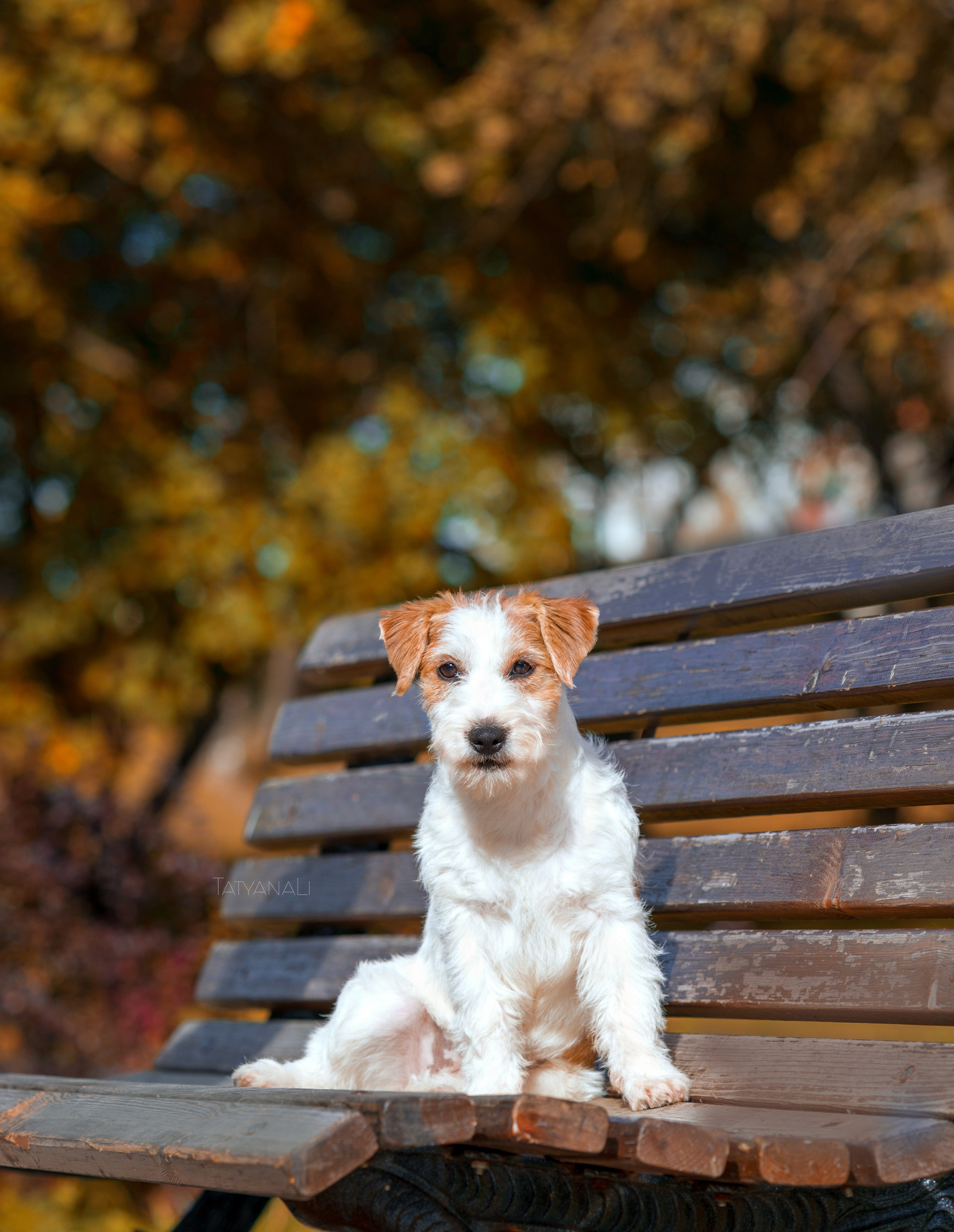 Ассорти. Фотограф — анималист Татьяна Ли
