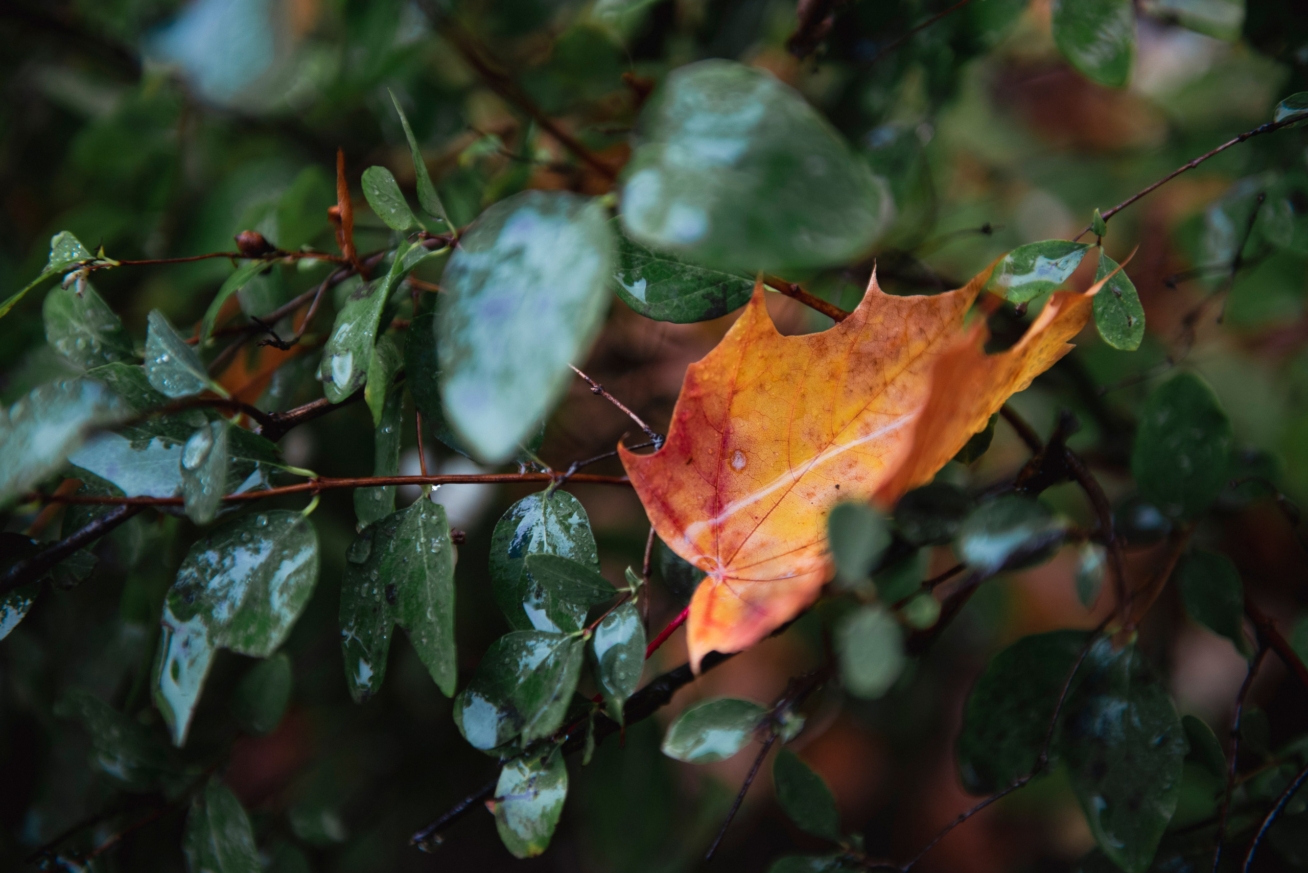 Осень. Портретный и архитектурный фотограф в Москве и Санкт-Петербурге