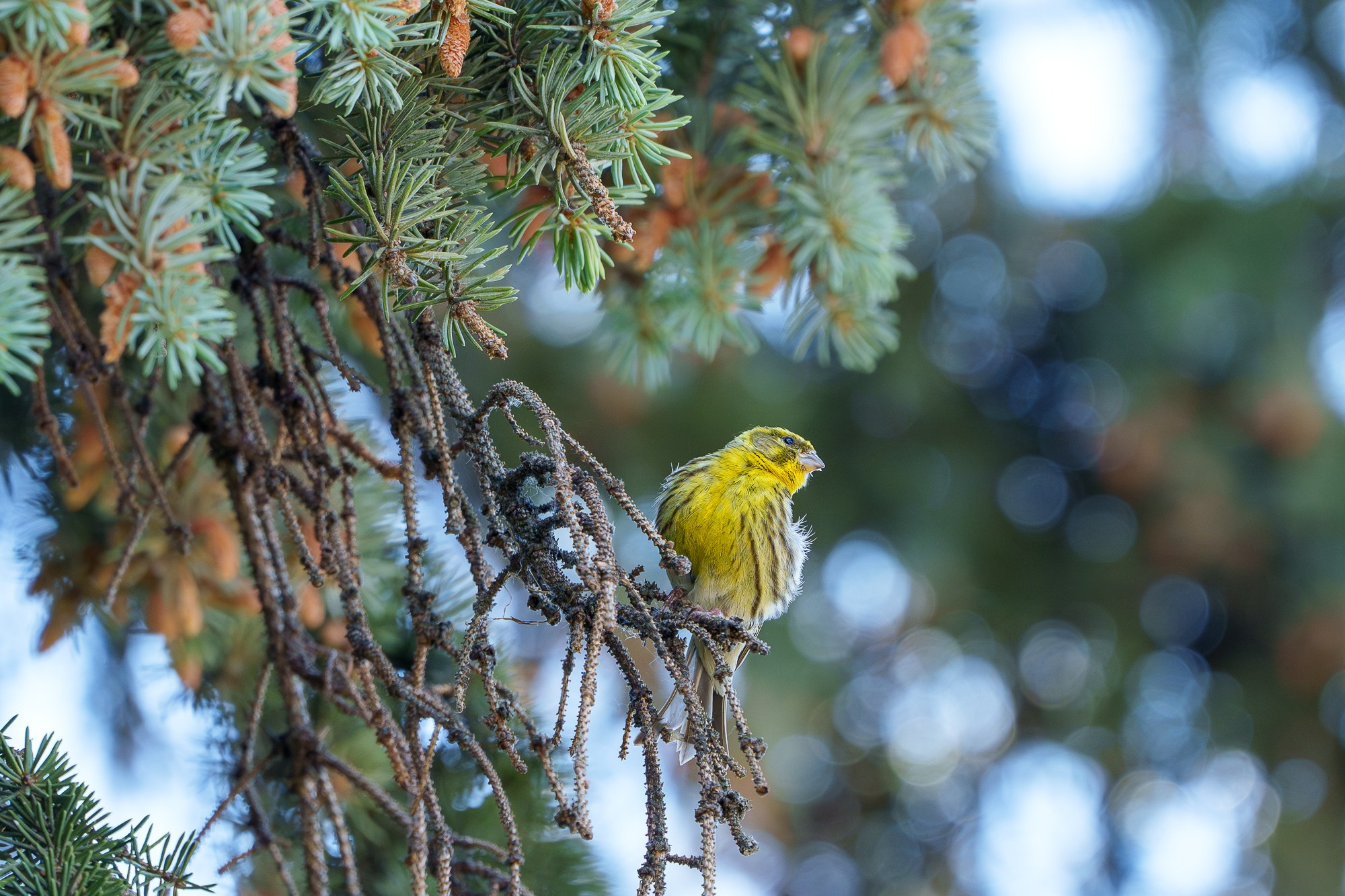 Удивительные мир птиц. Вокруг нас столько прекрасного — присмотритесь!. Ваш личный фотограф Марина Волкова