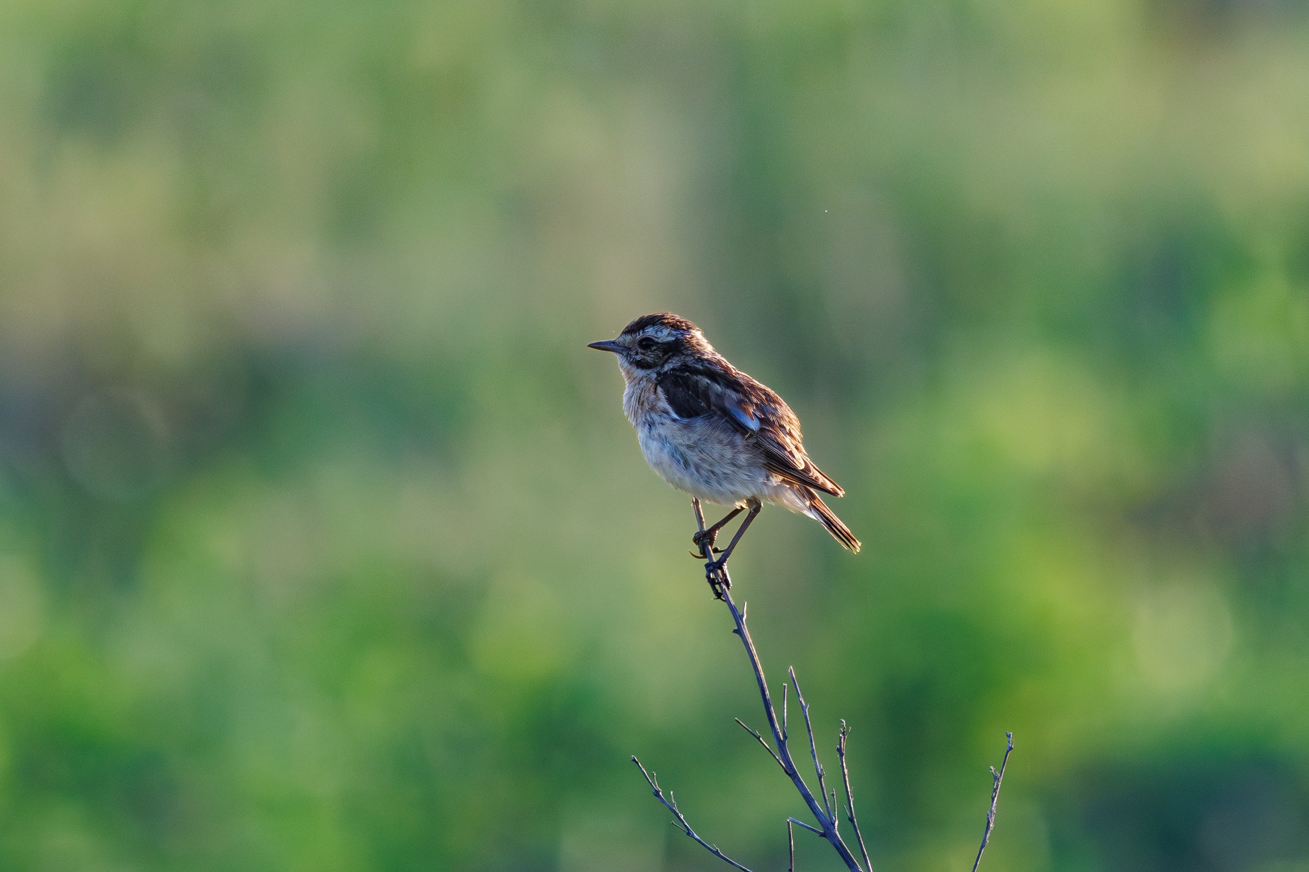 Птицы Москворецкого пойменного заказника. Птицы парков г. Люберцы
