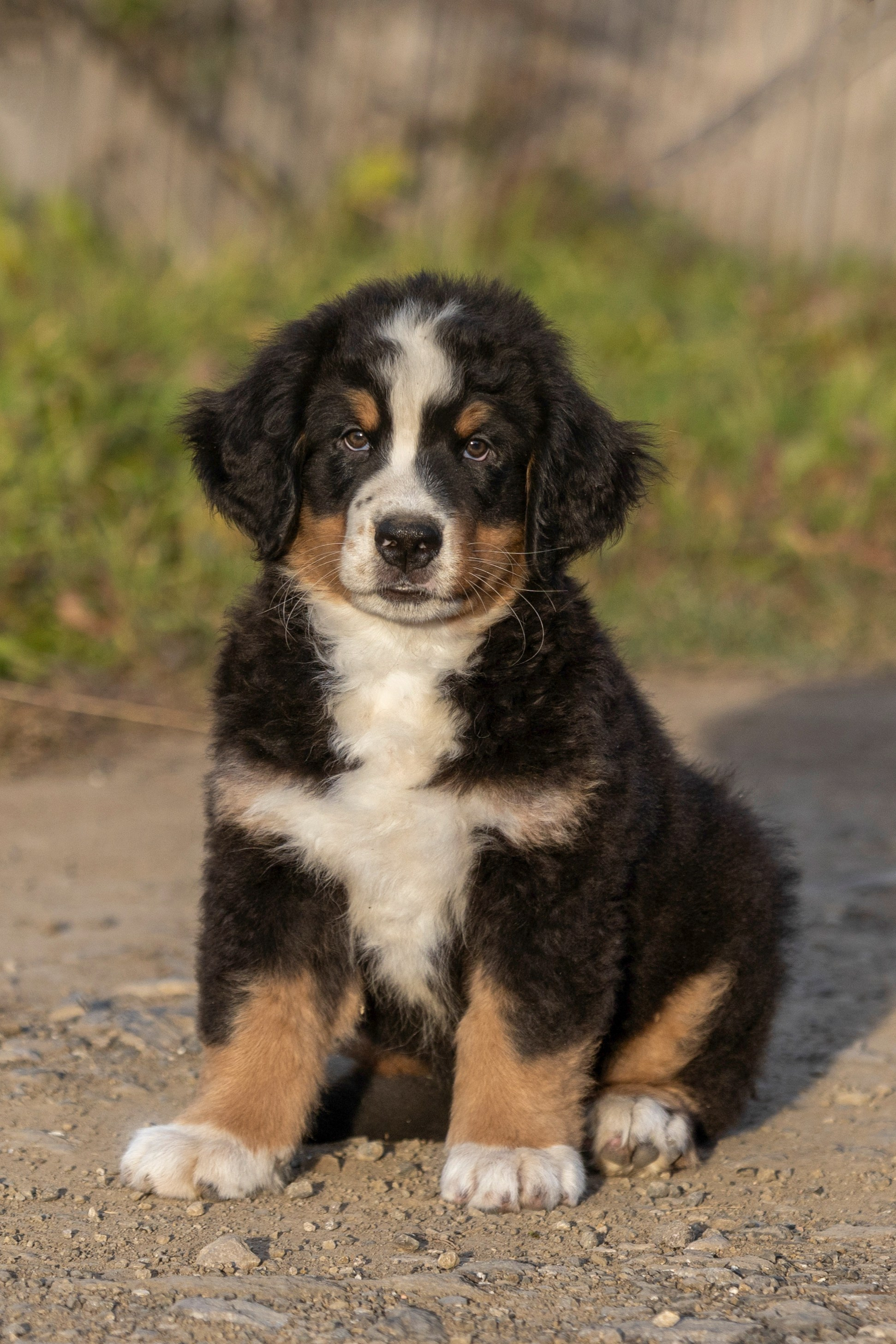 Фотосессии с собаками!. Фотограф 📸 семейный, предметный, репортажный