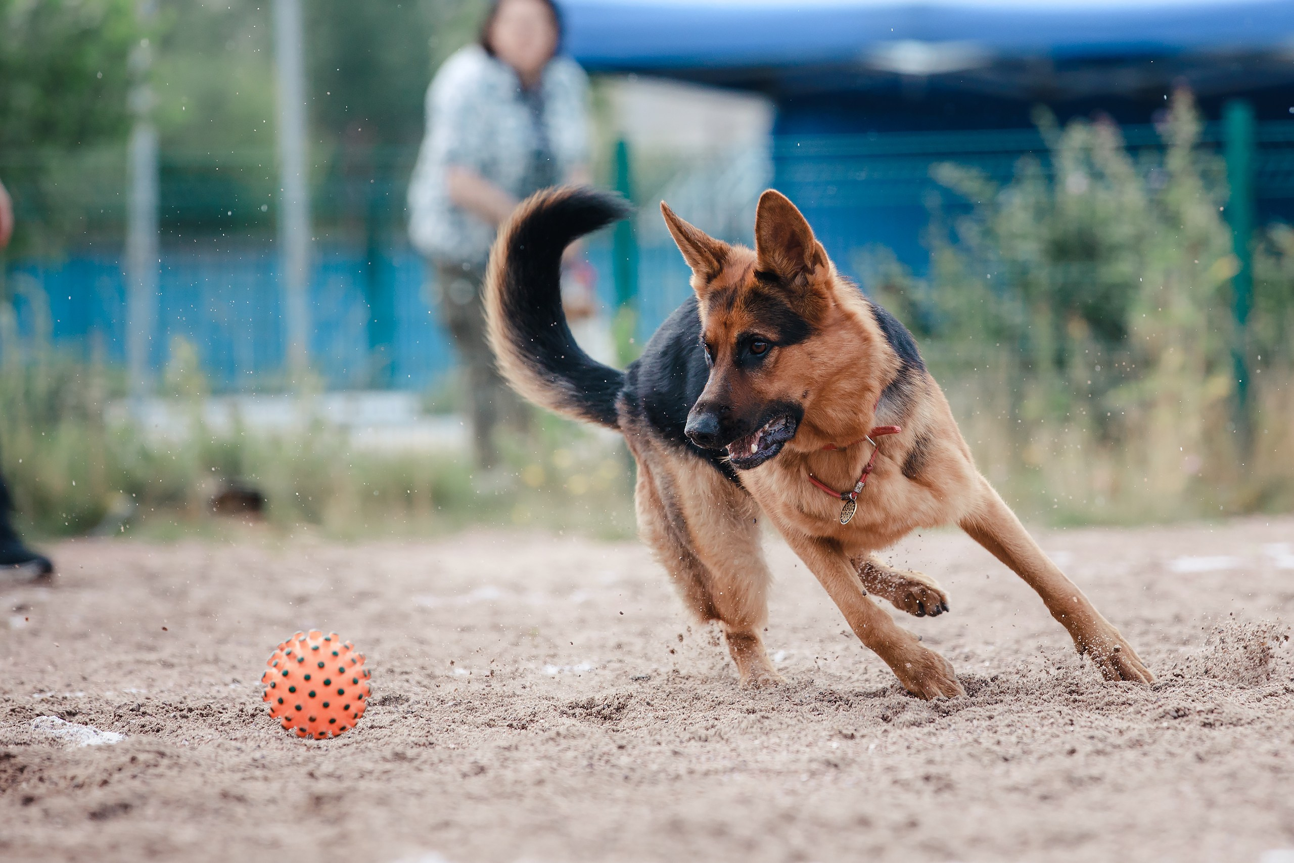 Питч&Гоу + веселые старты. Фотограф-анималист Mary Mart — Москва, Питер