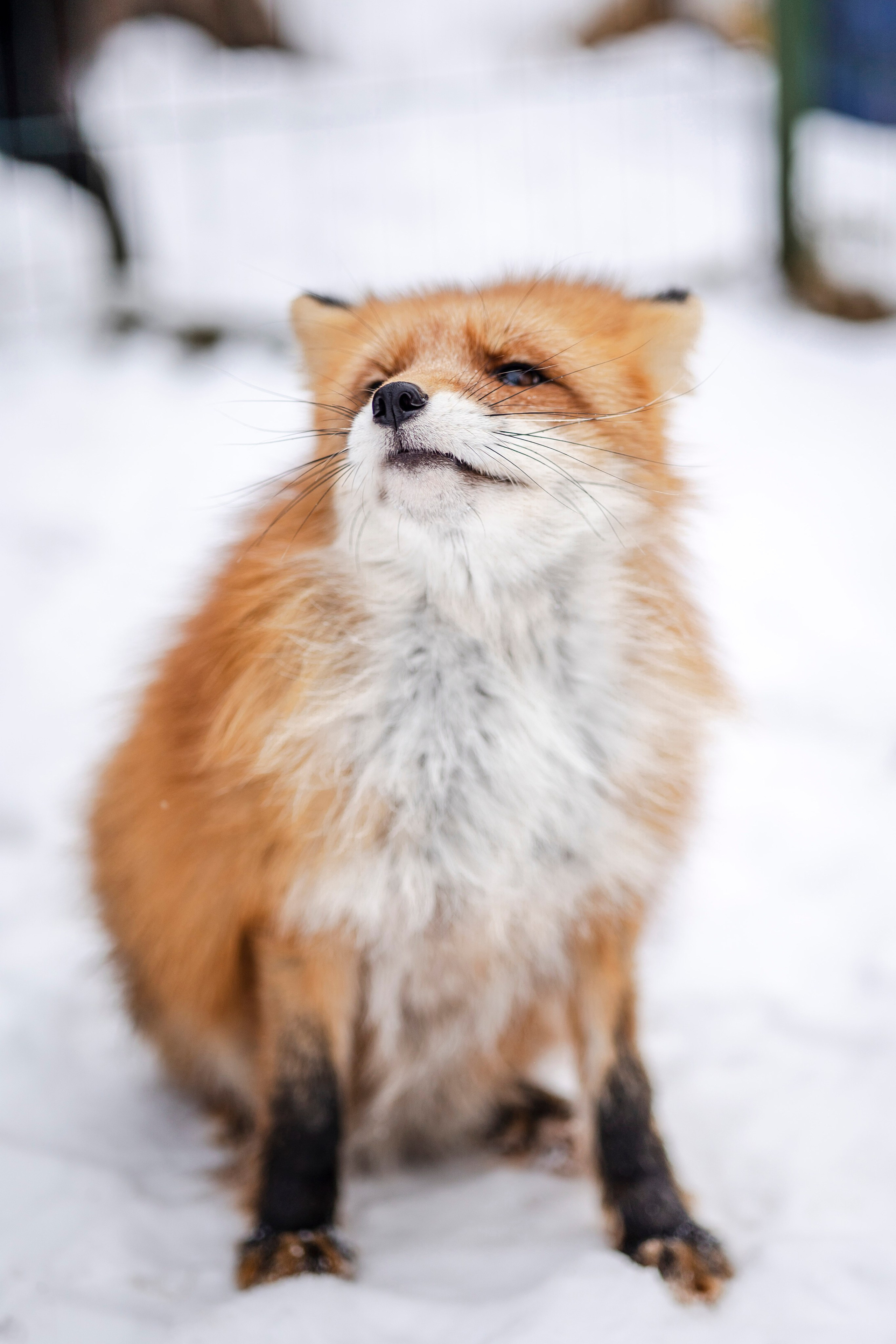 Съемка с лисами. Анастасия Белаш