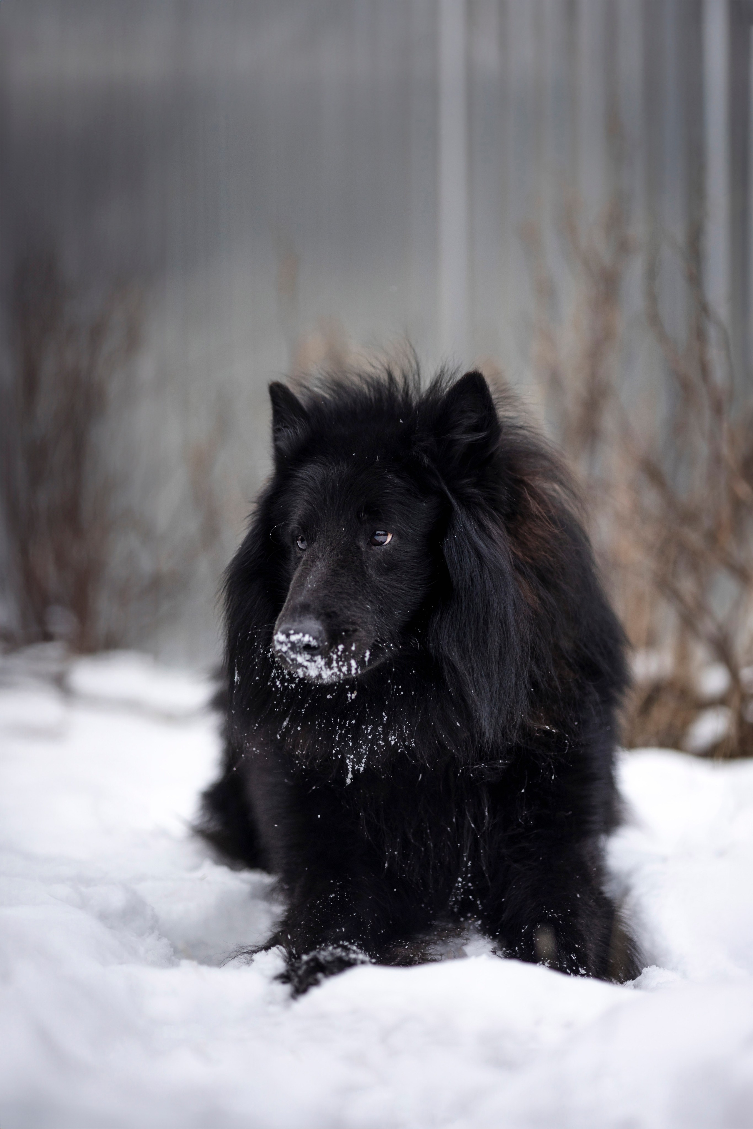 Съемка с лисами. Анастасия Белаш