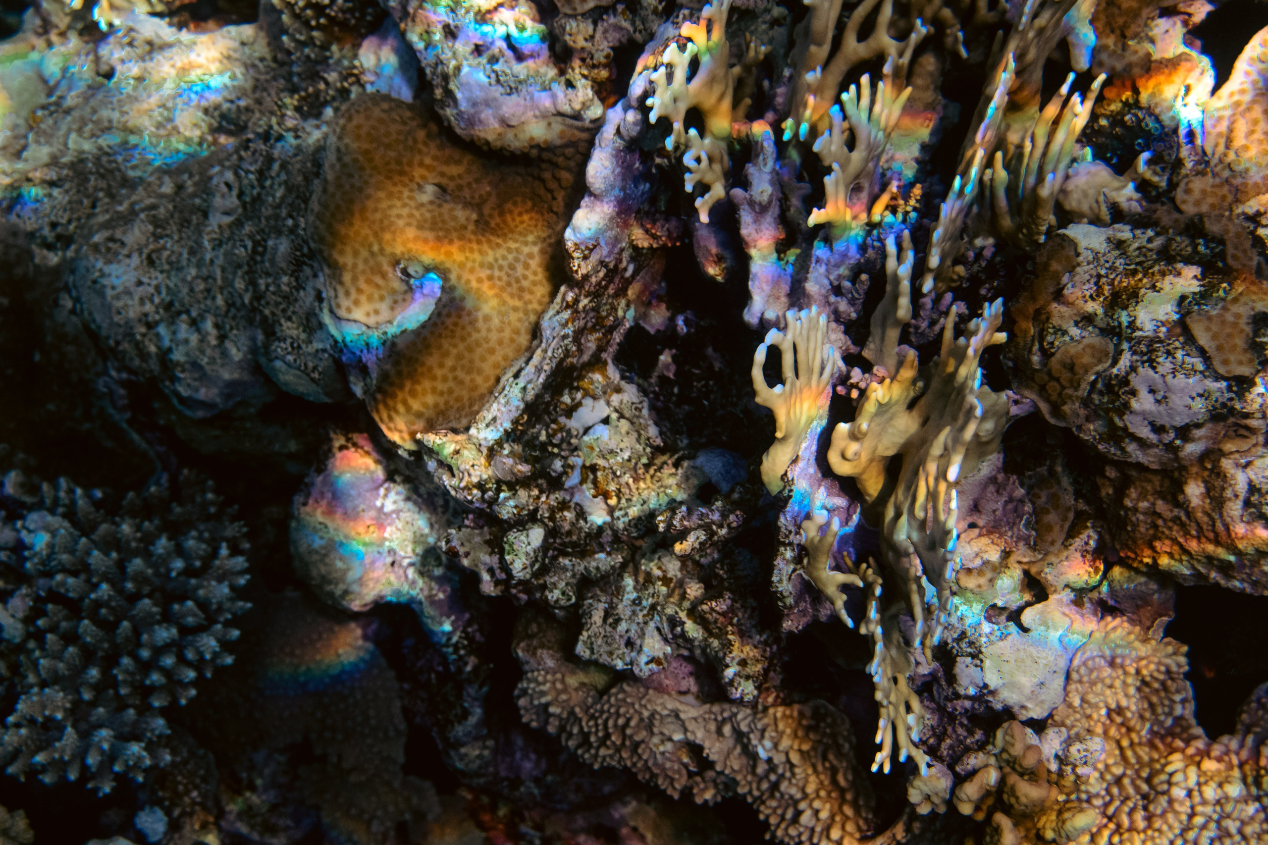 Море. Фотограф в Санкт-Петербурге Ибрагимова Алина