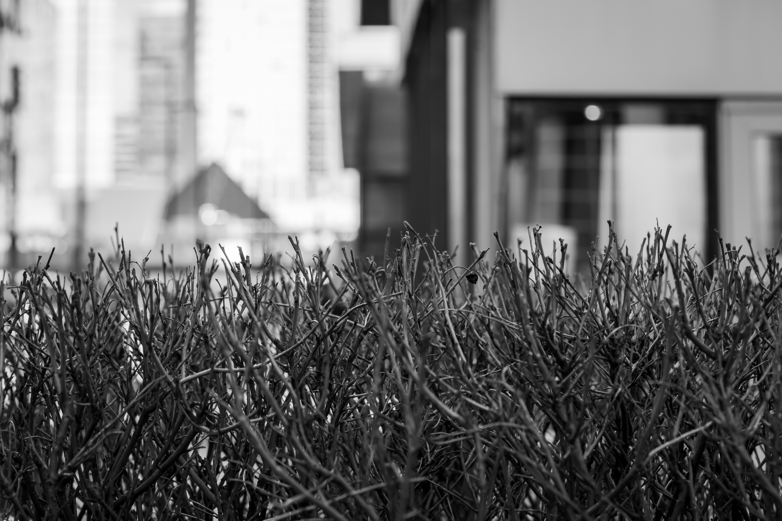 Газон в Москва-Сити