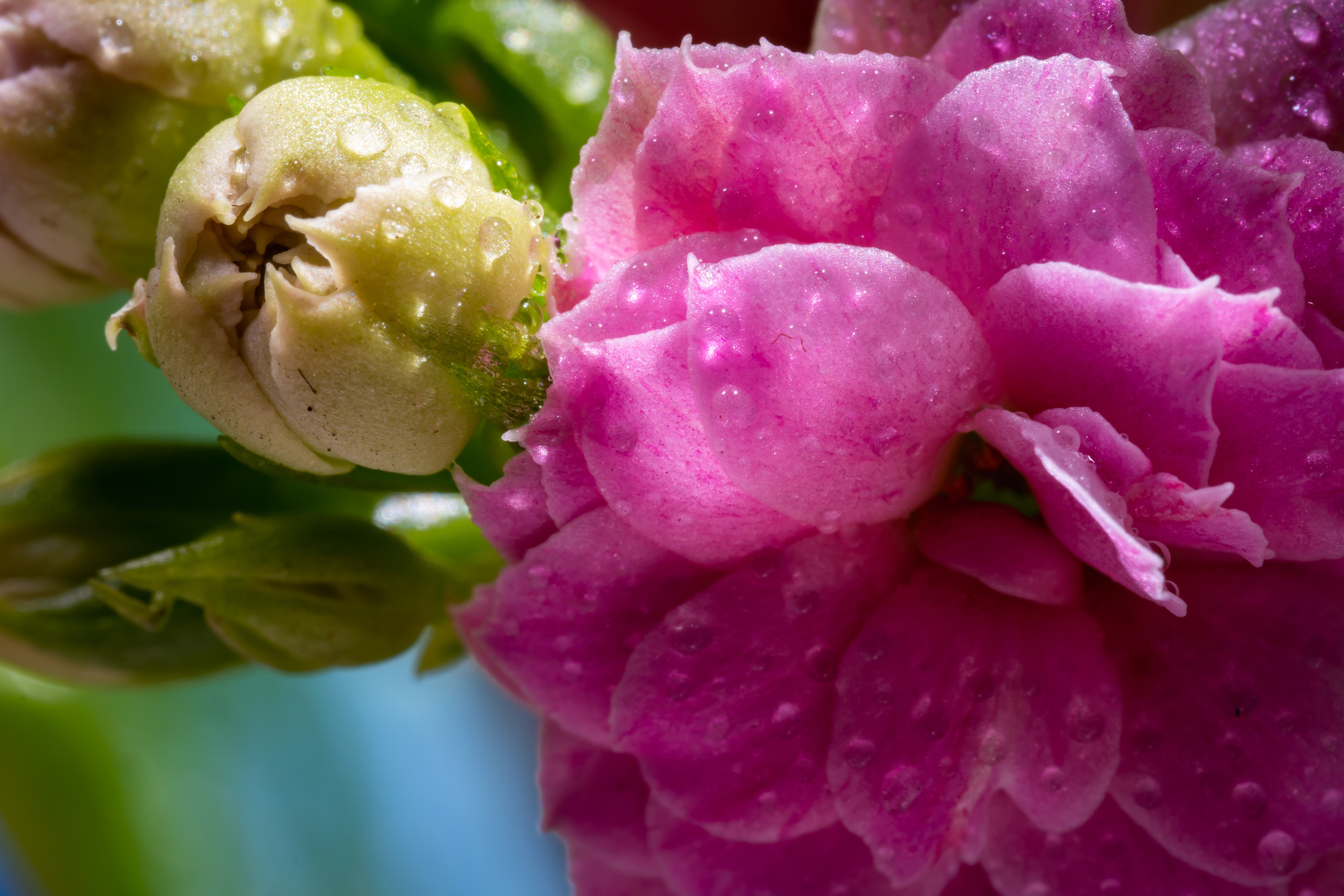 Комнатная кустовая роза - цветок и бутоны