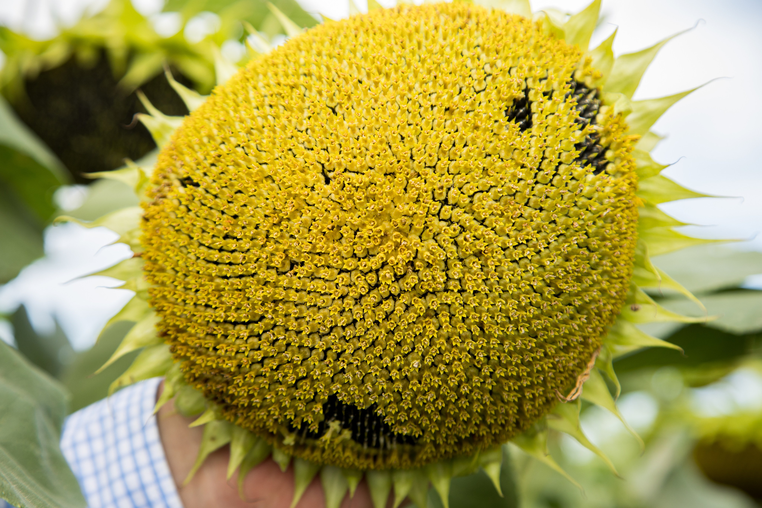 Решения для сельского хозяйства BASF 16.08.2022. Владислав Волков | Фотография и видеосъемка в Воронеже