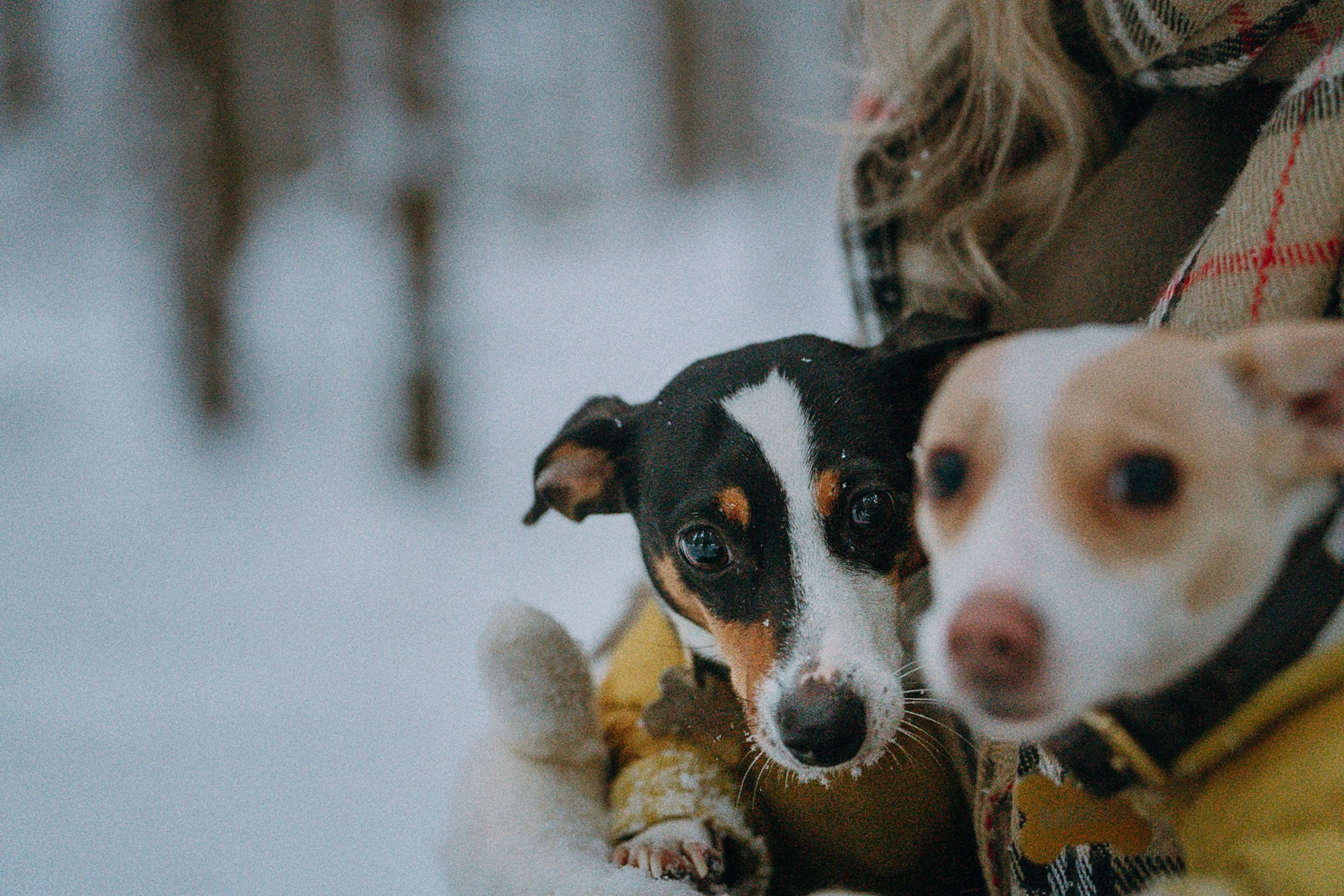 Алина, Ваниль и Элис. Фотограф анималист в Москве и Санкт-Петербурге Свиридова Анна