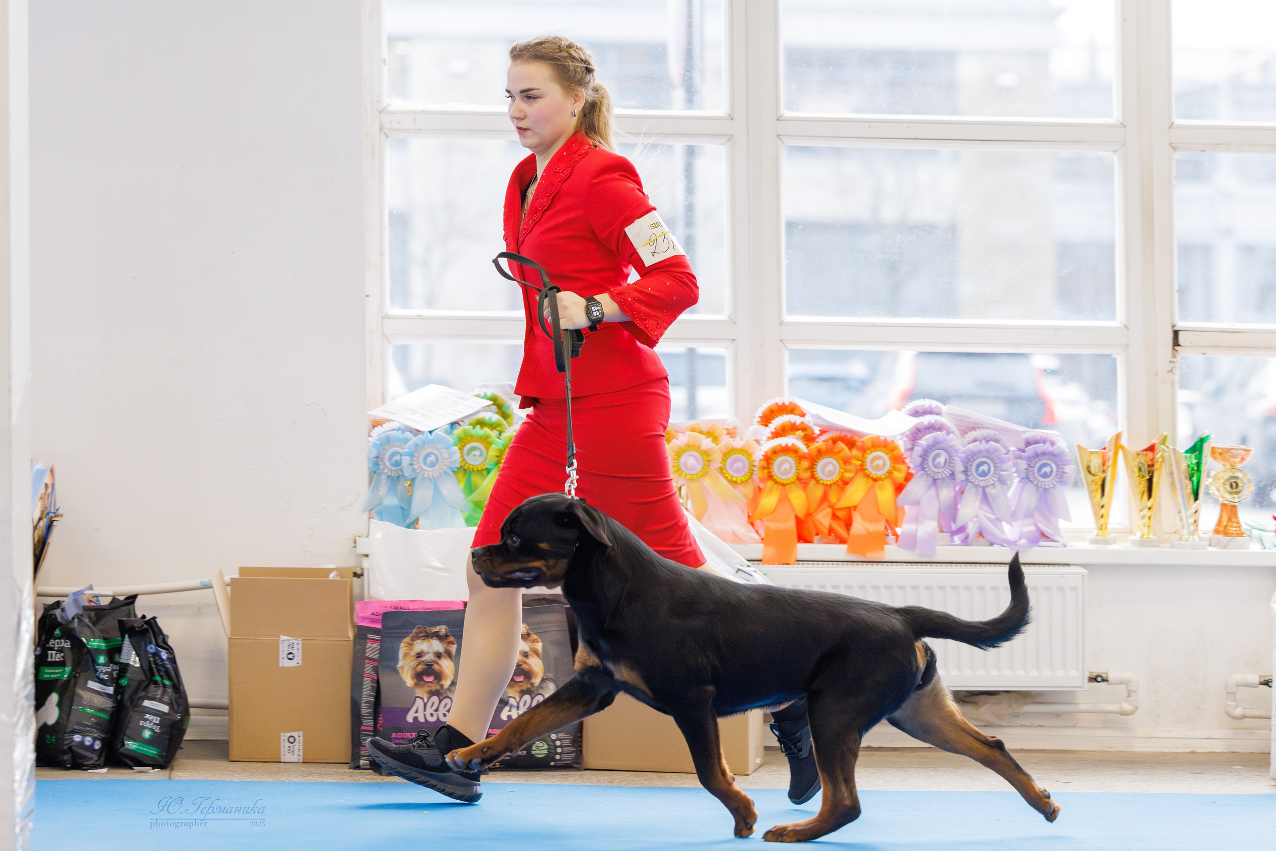 Питер ротвейлеры 18.01,Крокус 19.01.2025. Фотограф-анималист Юлия Германика