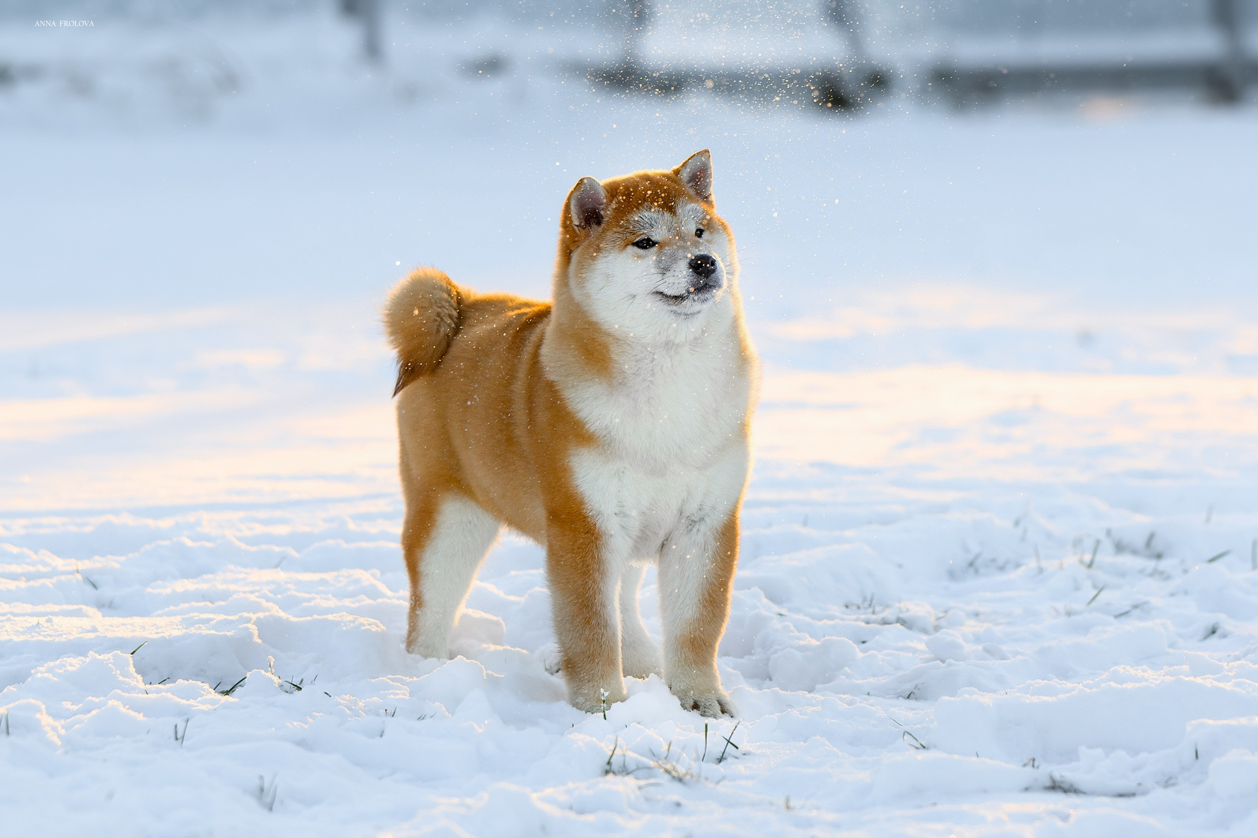 SHIBA. SHIOMARU Shiba and Akita Inu Kennel