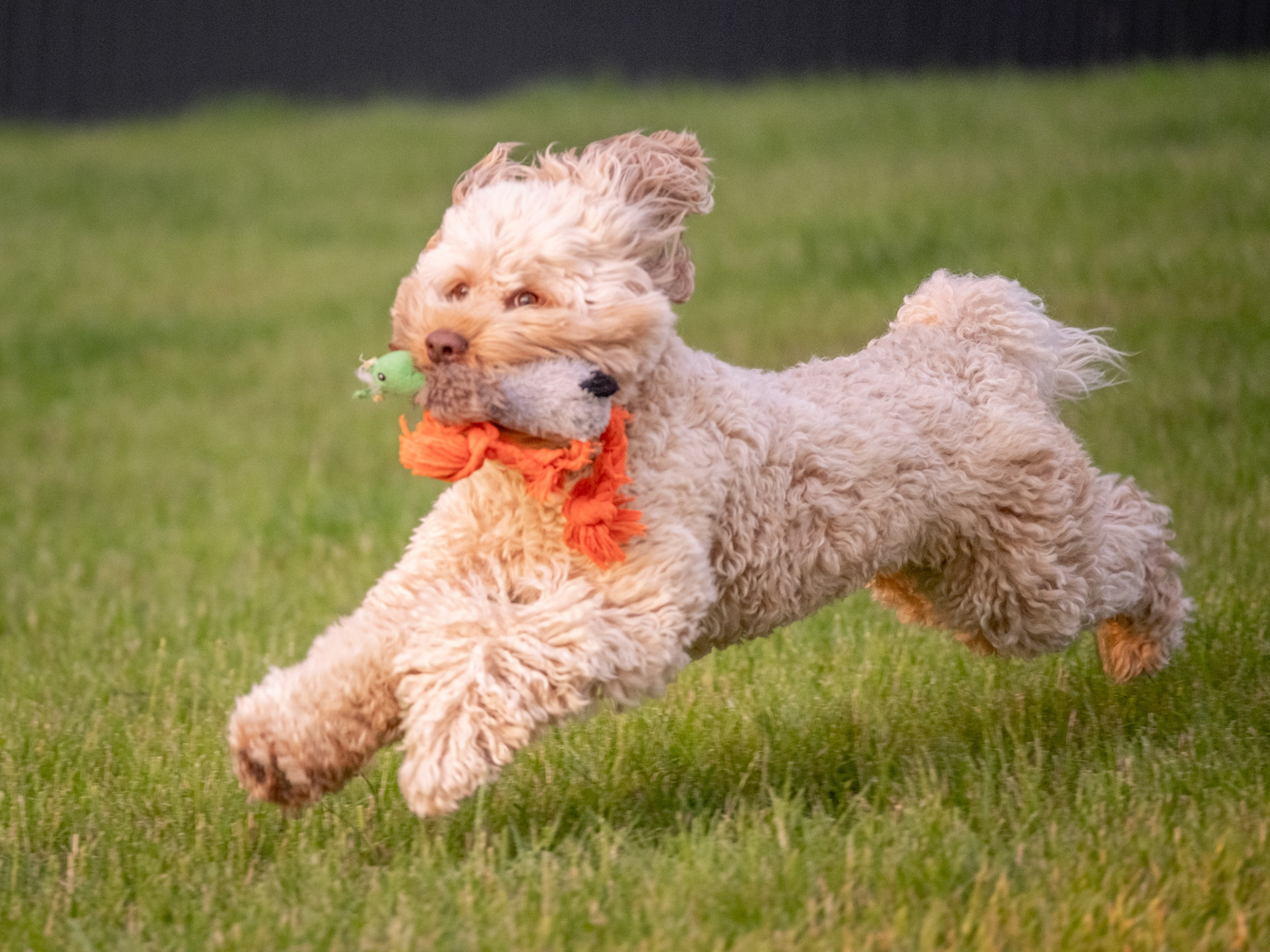 Неповторимые лабрадудли для Елены). Зоофотограф, фотограф животных в Москве и области Дина Дамоцева
