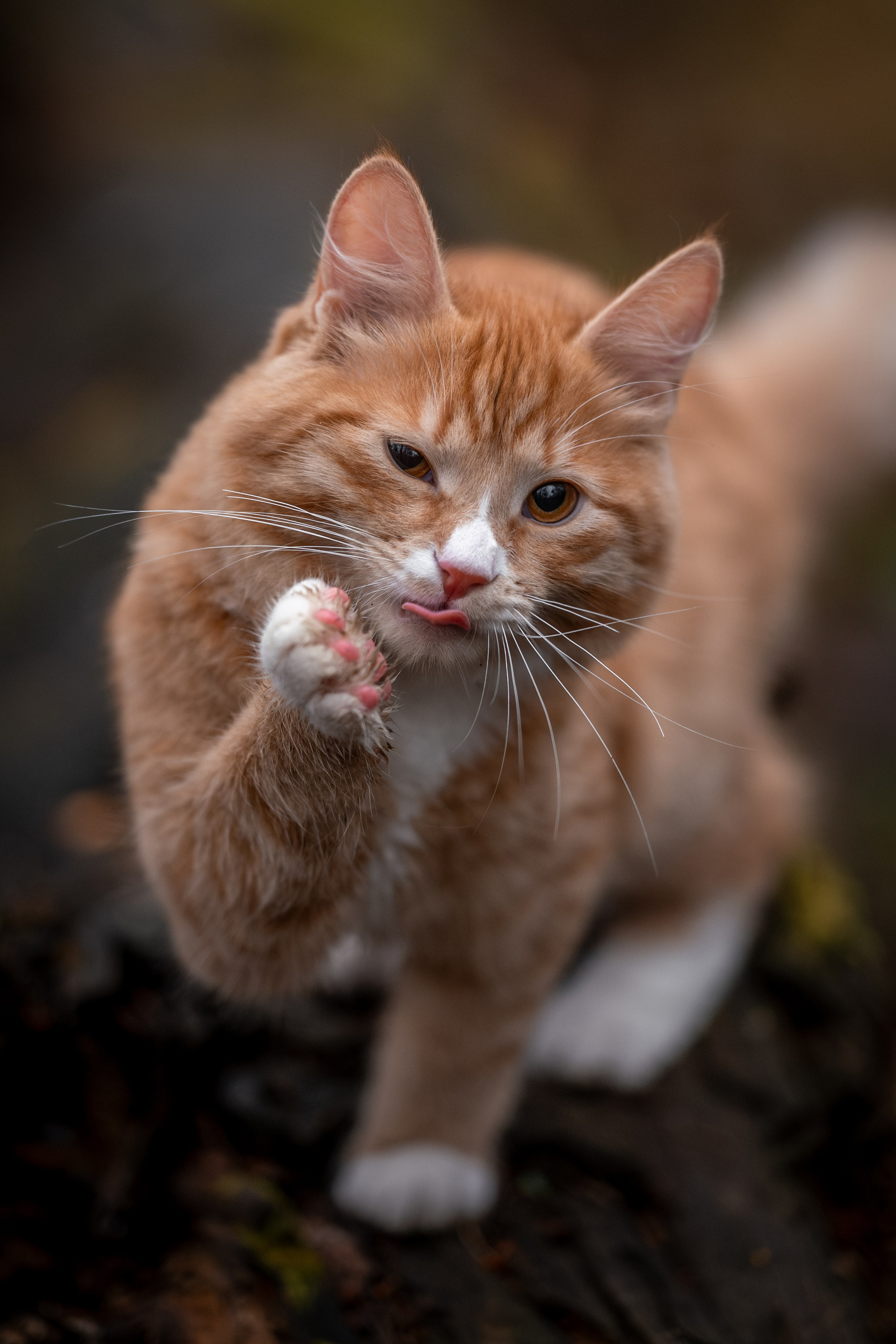 Котенок Дарвин на прогулке). Зоофотограф, фотограф животных в Москве и области Дина Дамоцева