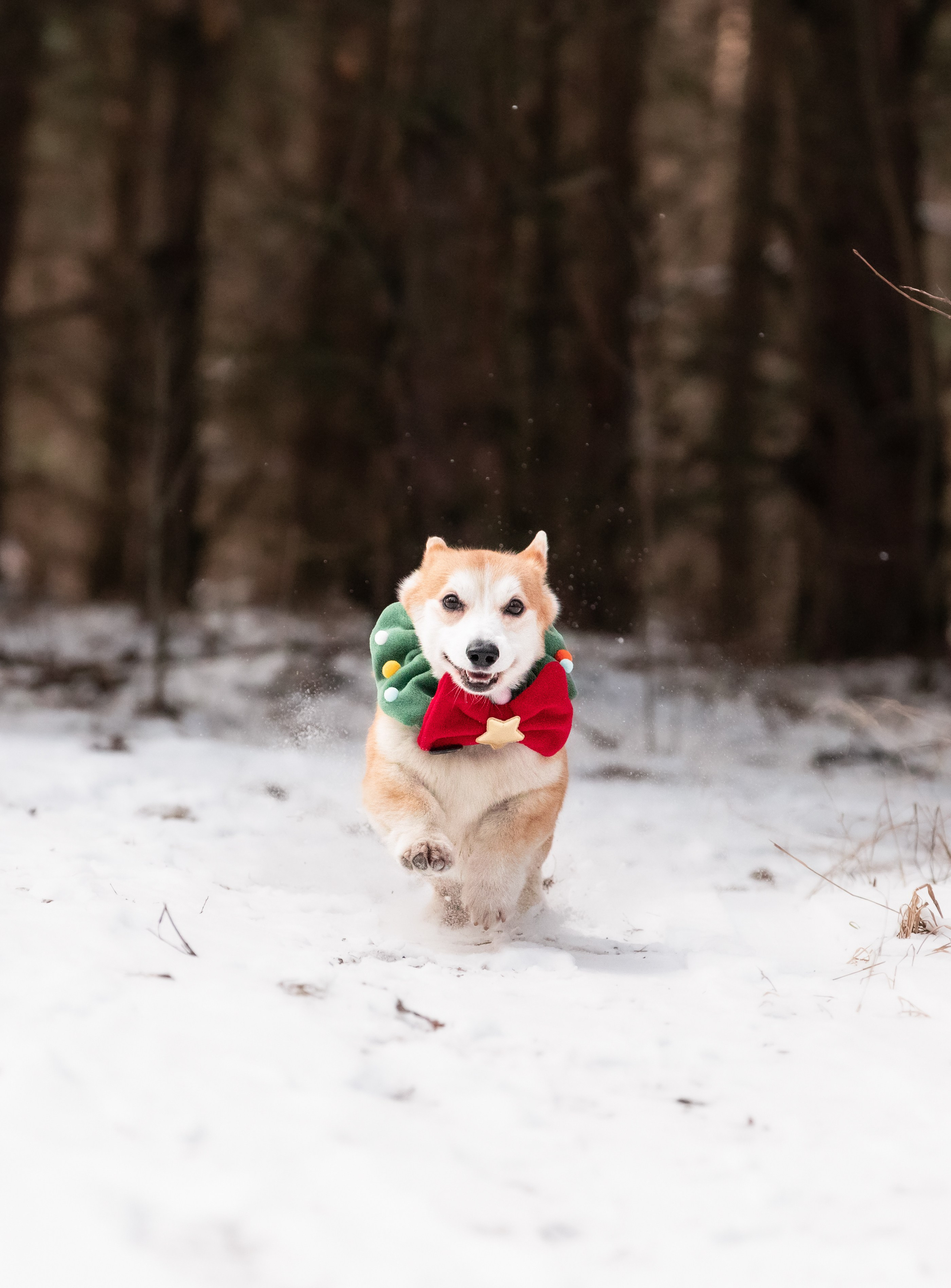 Даша и Дживс. Фотограф-анималист Смирнова Клеопатра|Москва