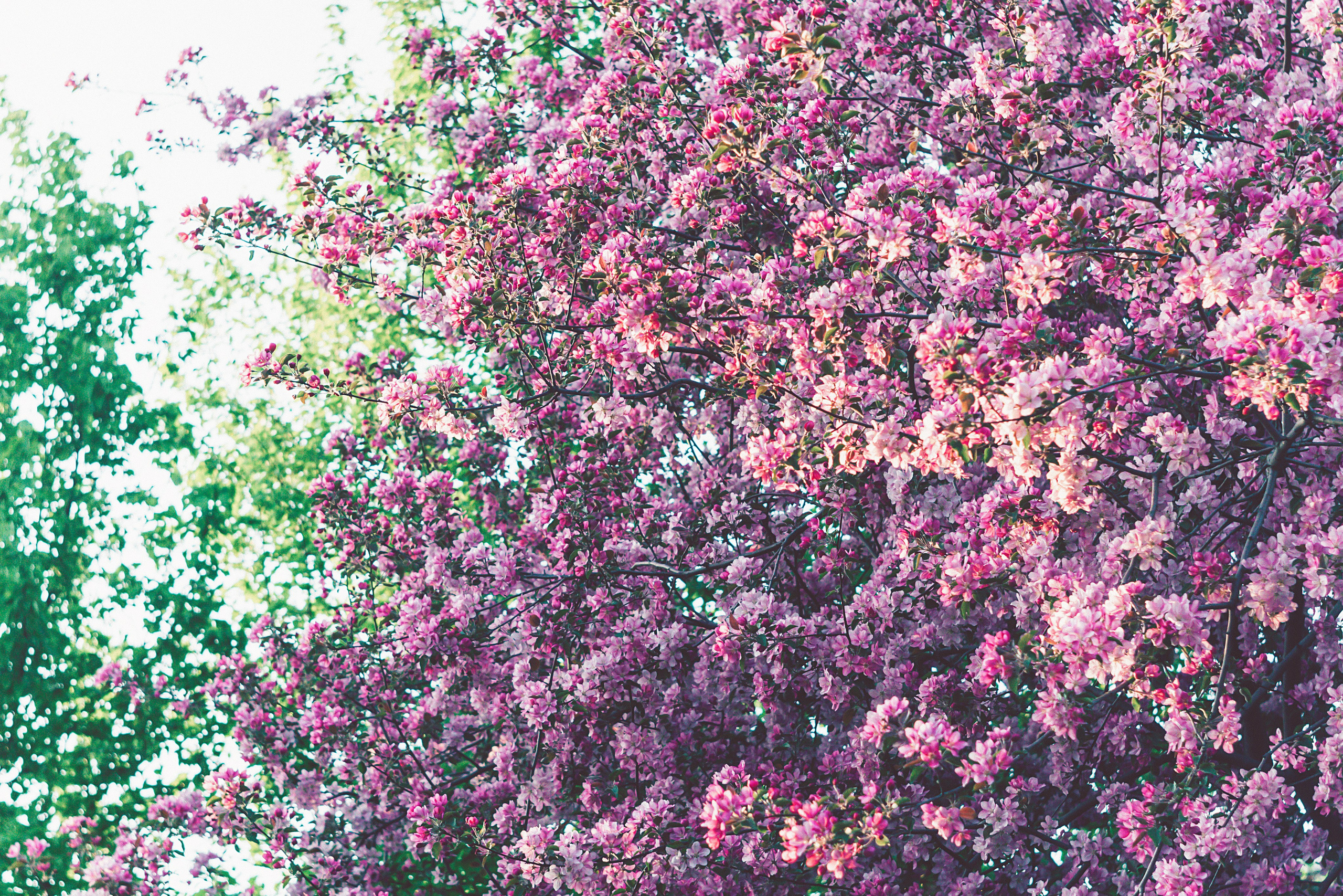 Природа. Фотограф в Новокузнецке