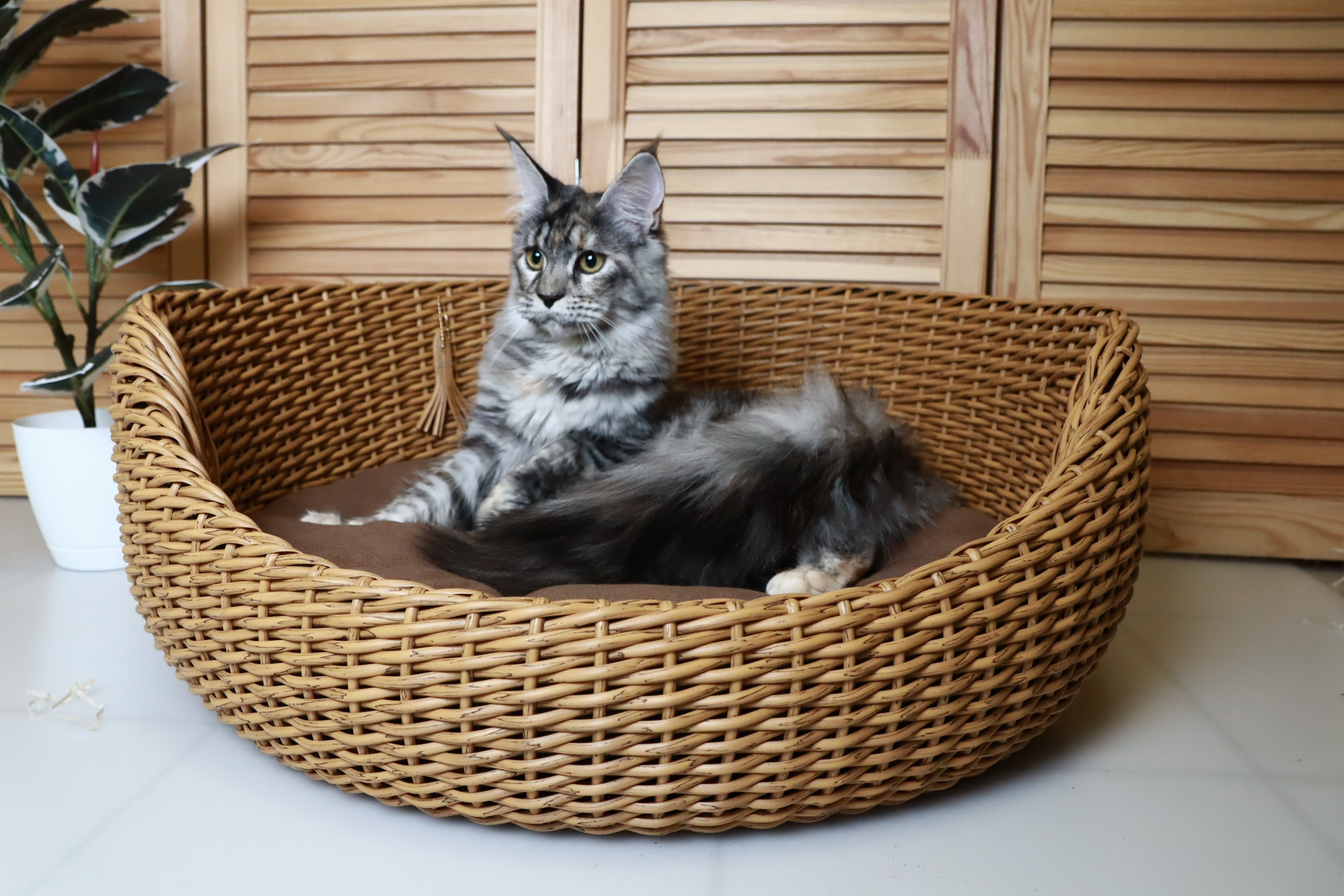 Съемка ЖИВОТНЫХ. VSolo — ваш EVENT фотограф