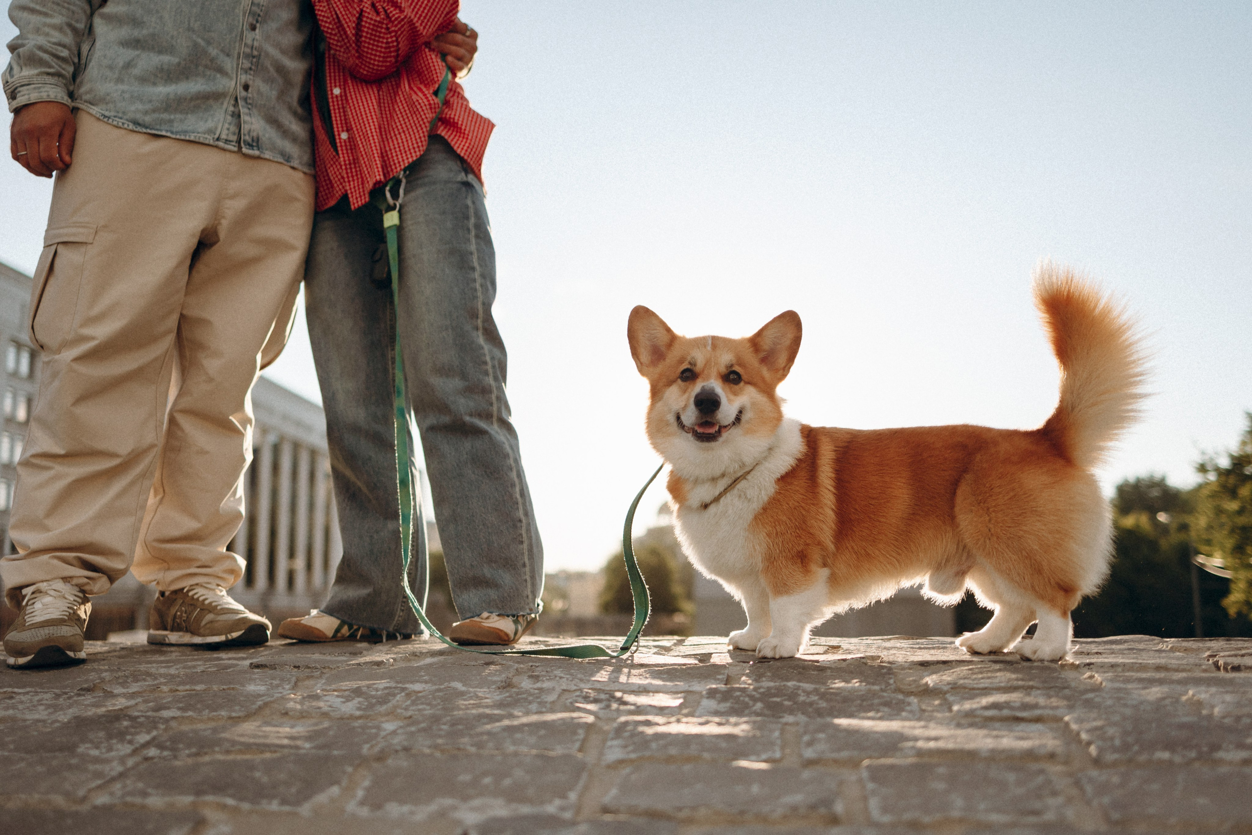 Момо, Люда и Эд. Фотограф анималист Анастасия Пикей
