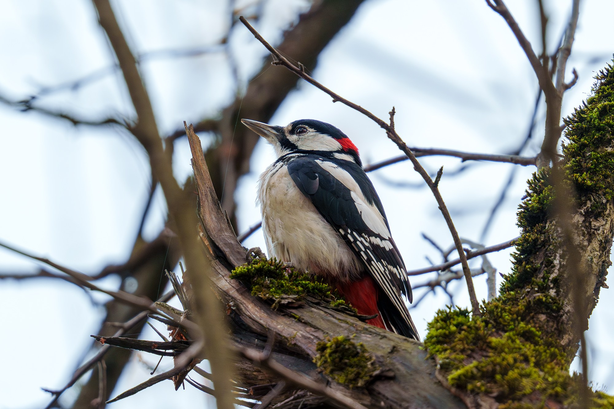 Удивительные мир птиц. Вокруг нас столько прекрасного — присмотритесь!. Ваш личный фотограф Марина Волкова