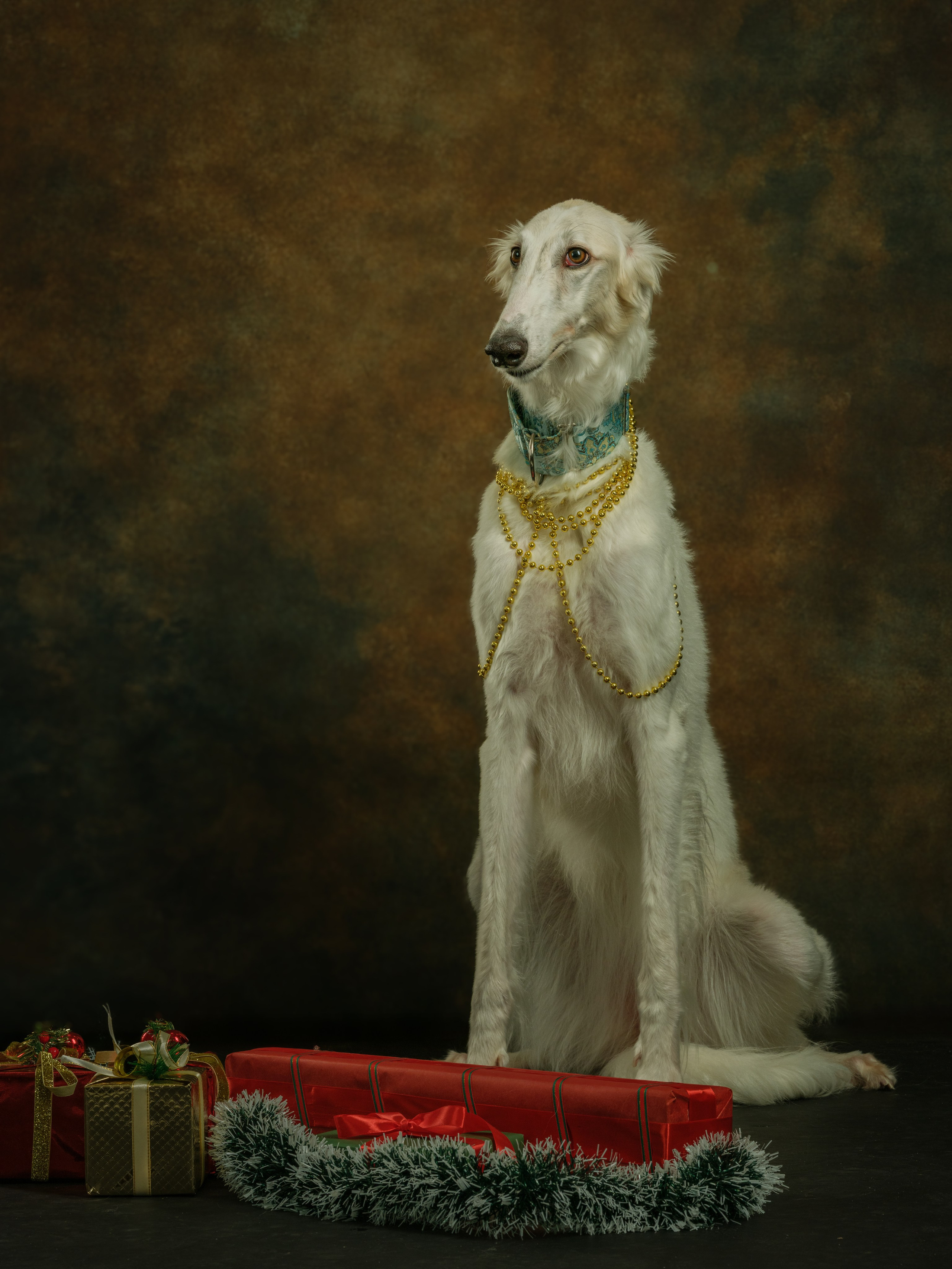 Портреты животных. Арт-фотограф Михаил Danko, г. Новосибирск