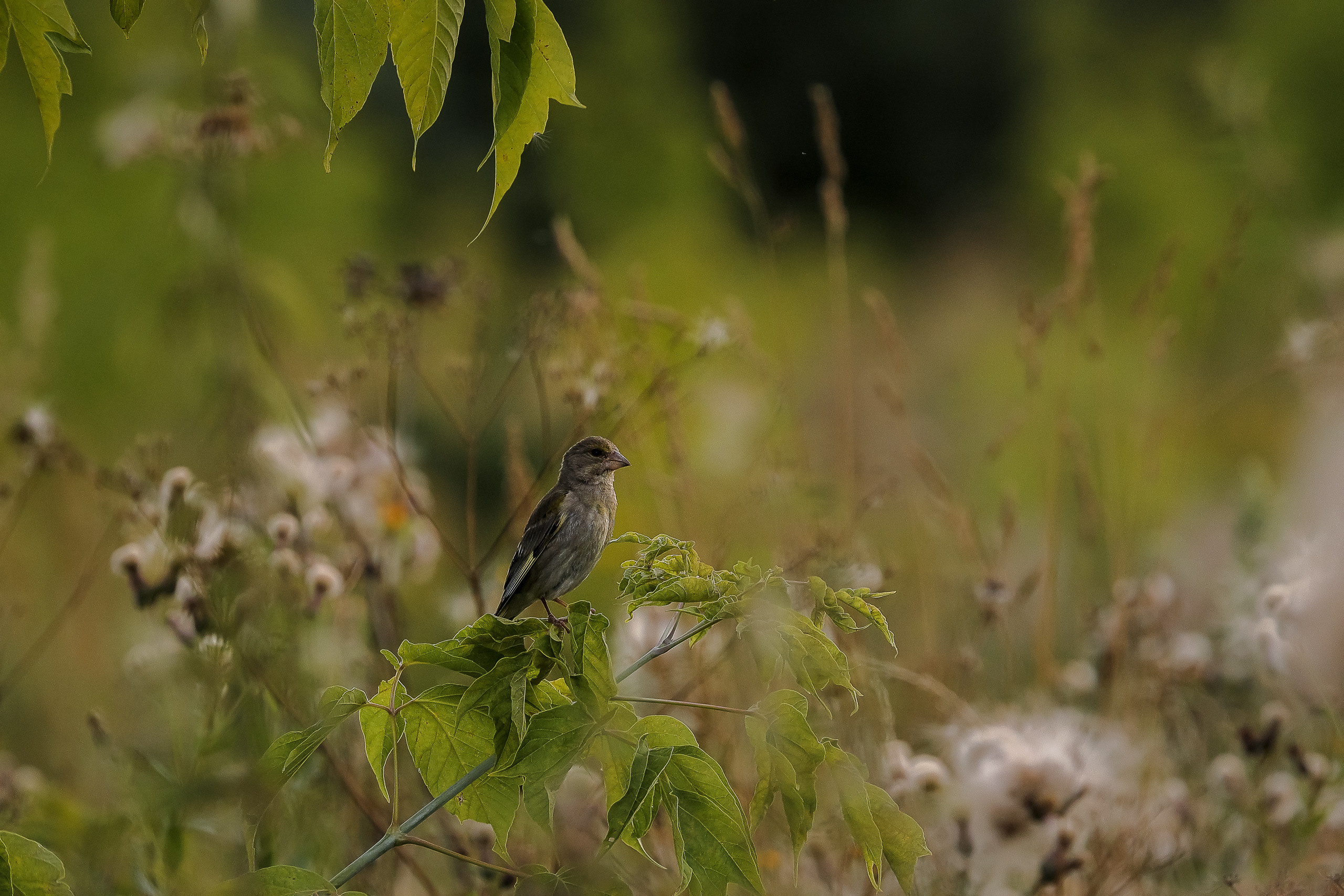 Чечевица обыкновенная птица летом на лугу