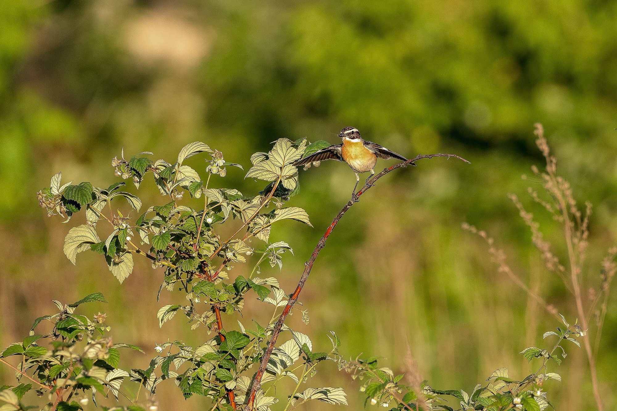 Луговой чекан на взлете