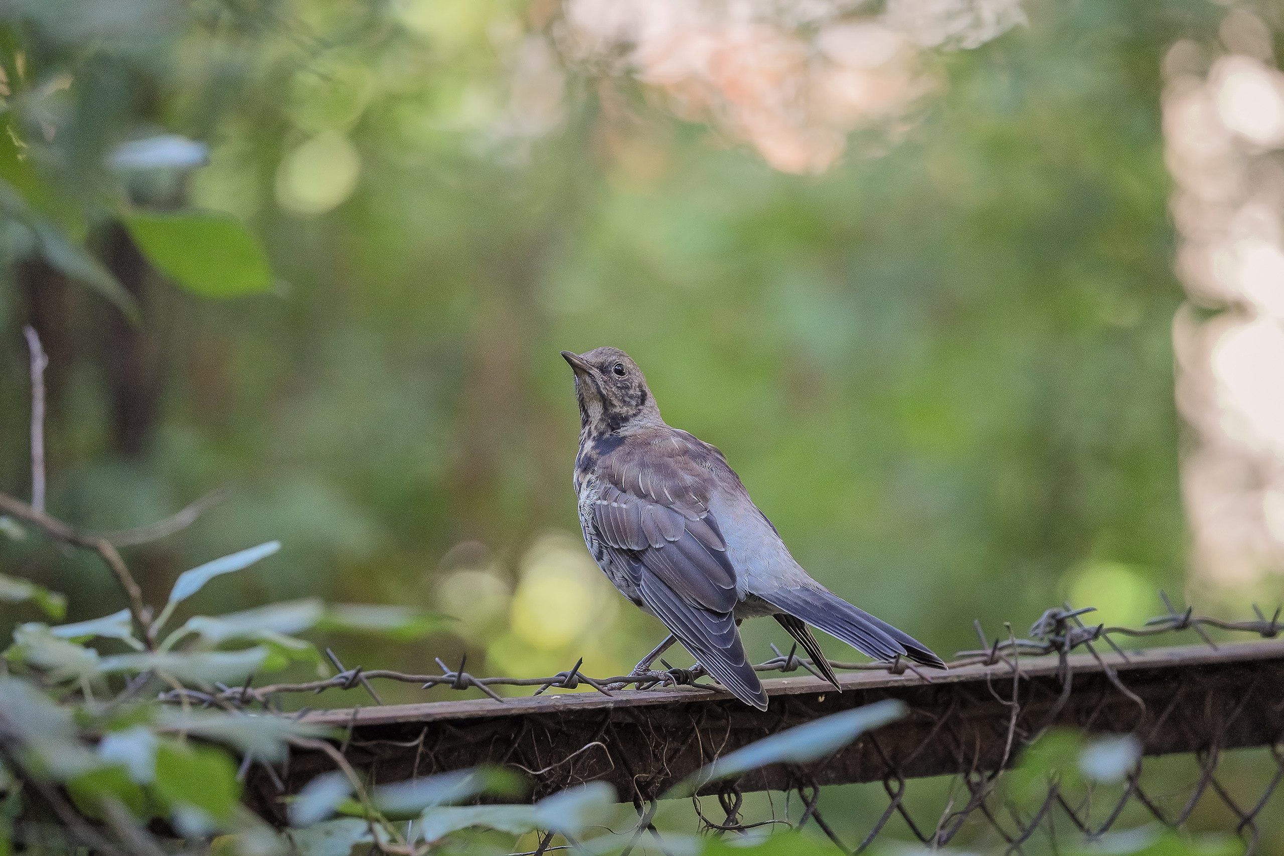 Сидящий на заборе дрозд