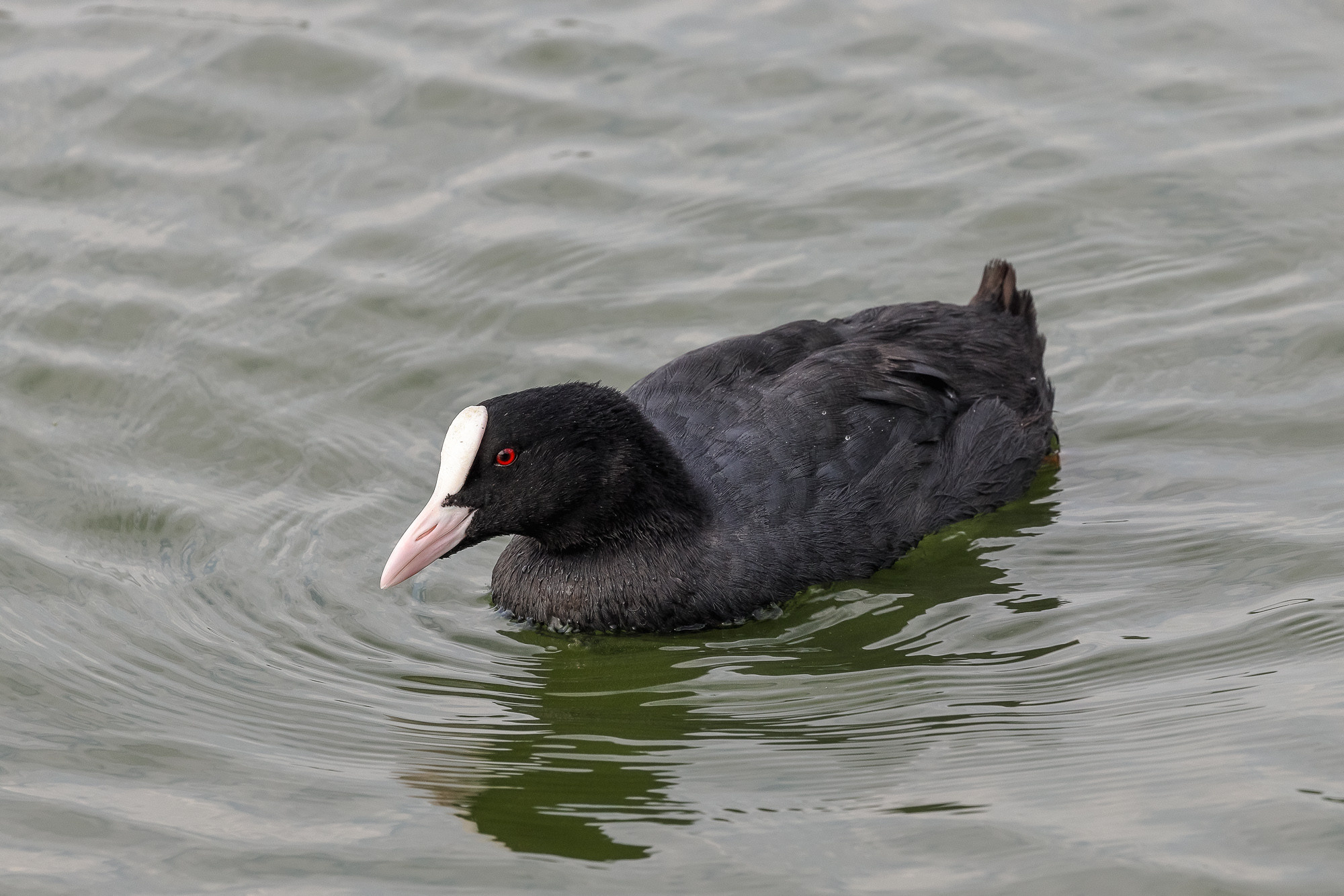 Утка лысуха