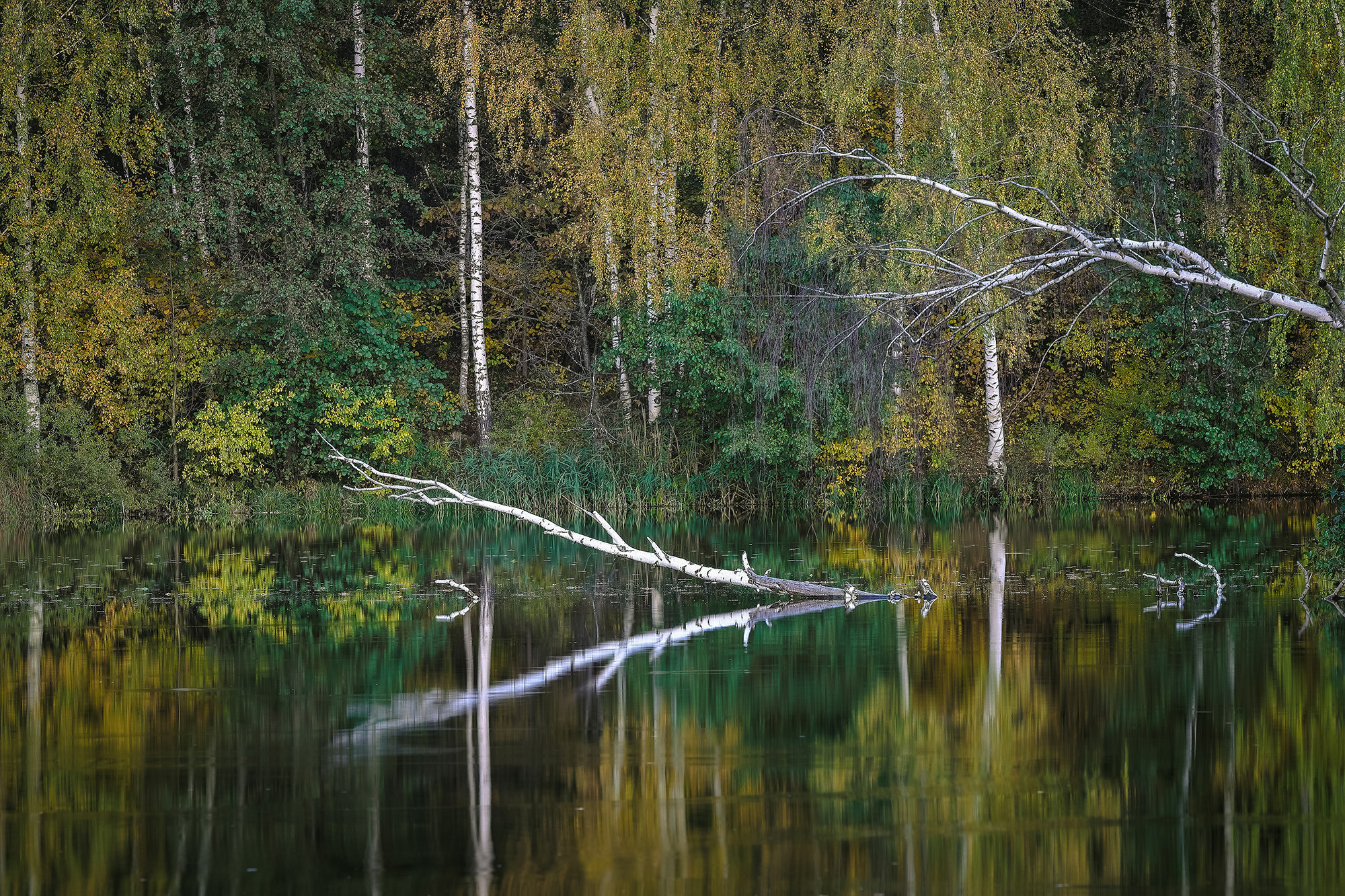 Тишина осени на речке Жданка