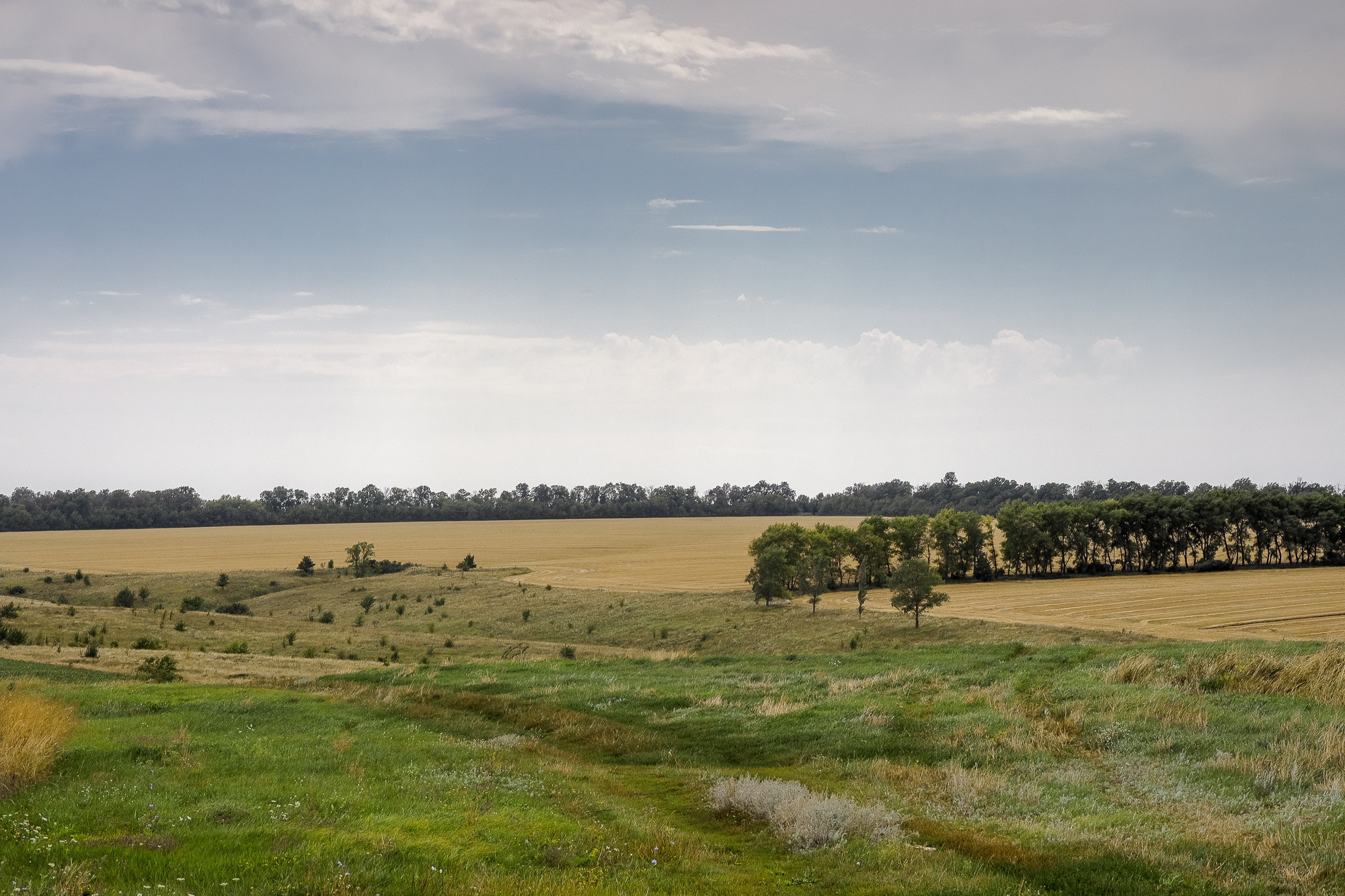 Летний ландшафт Дивногорья в Воронежской области