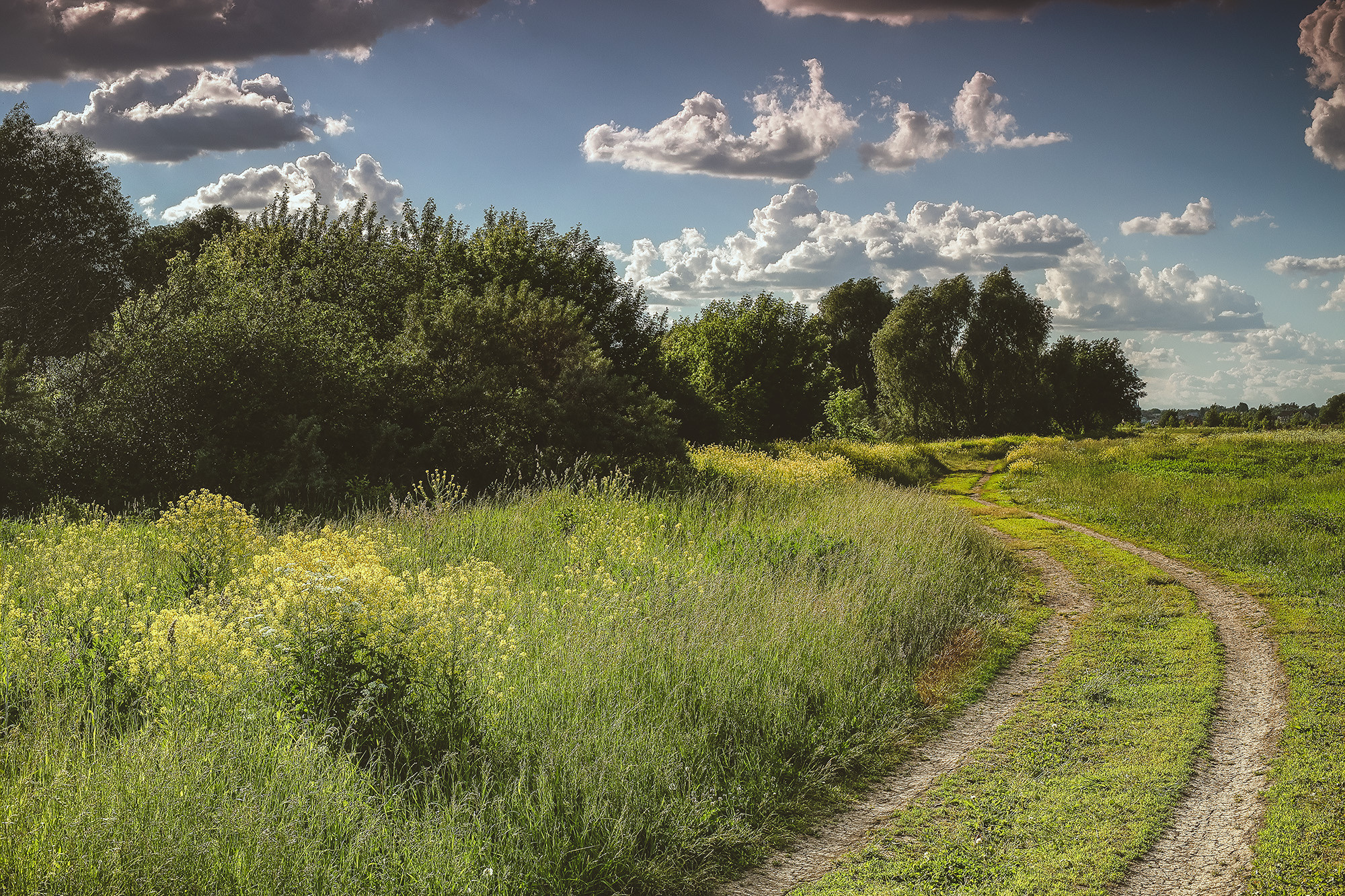 Природа Подмосковья в погожий июньский день
