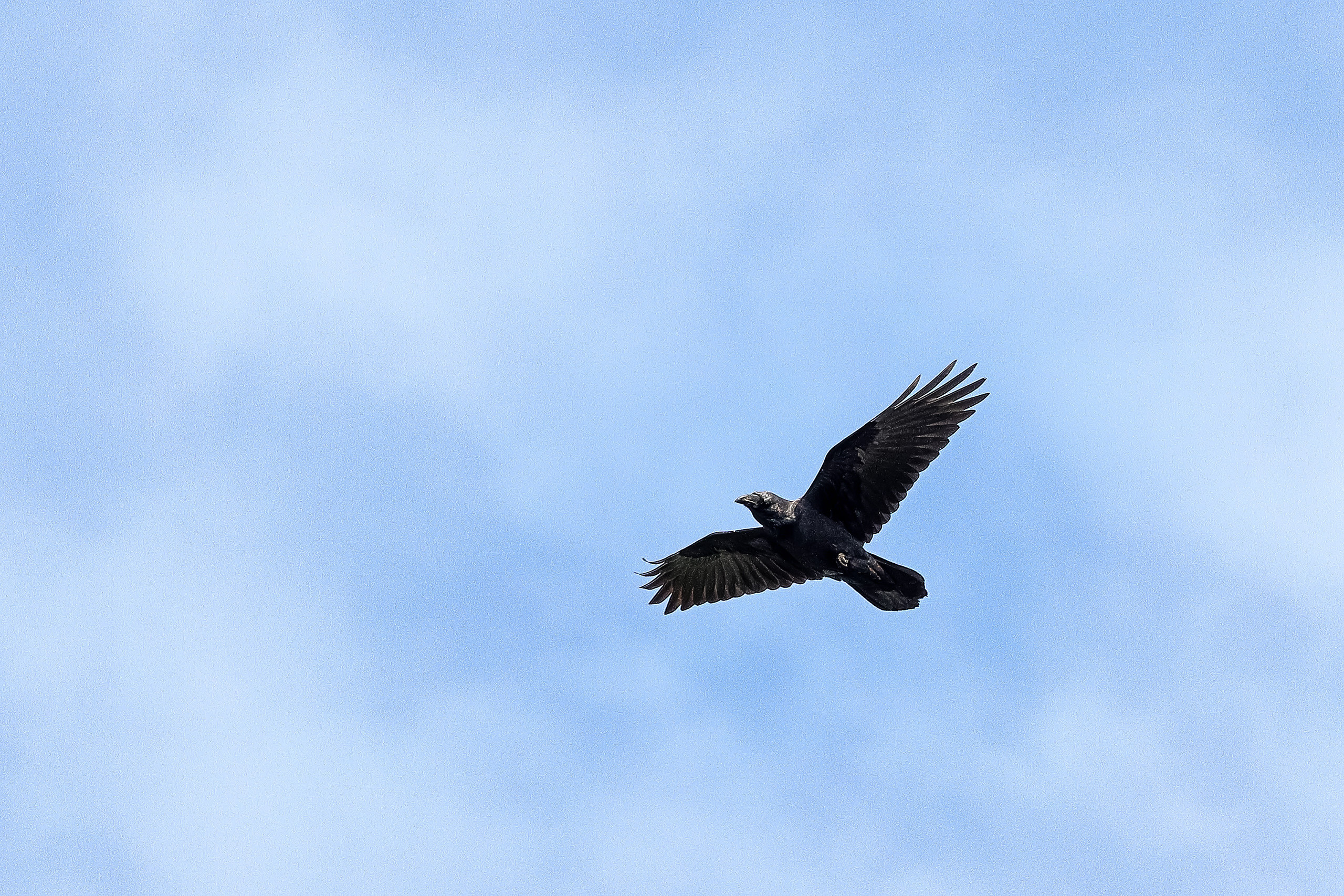 Ворон в парящем полете