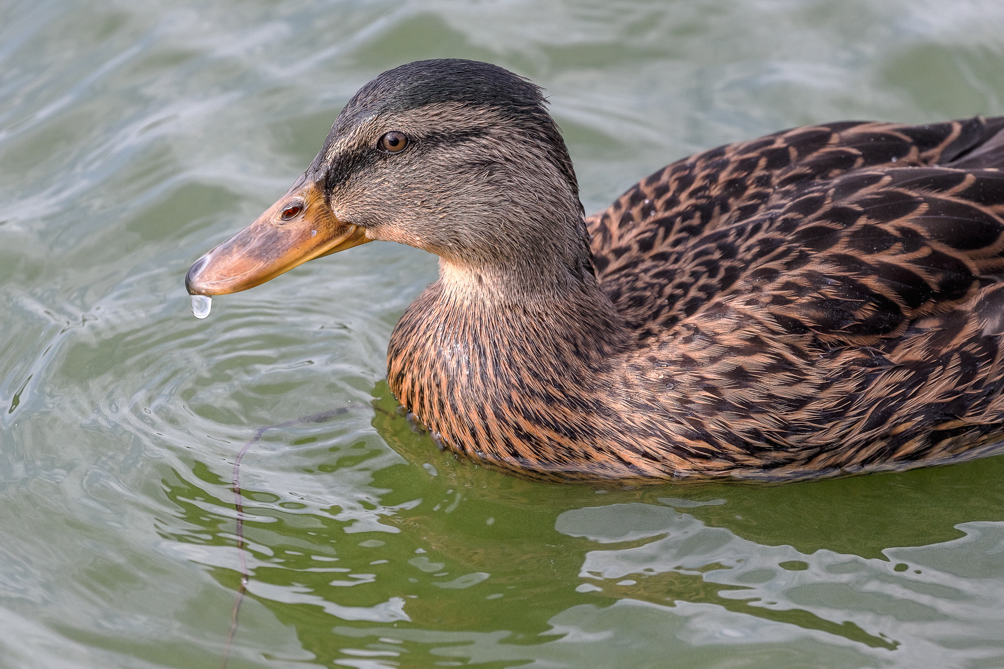 Портрет утки