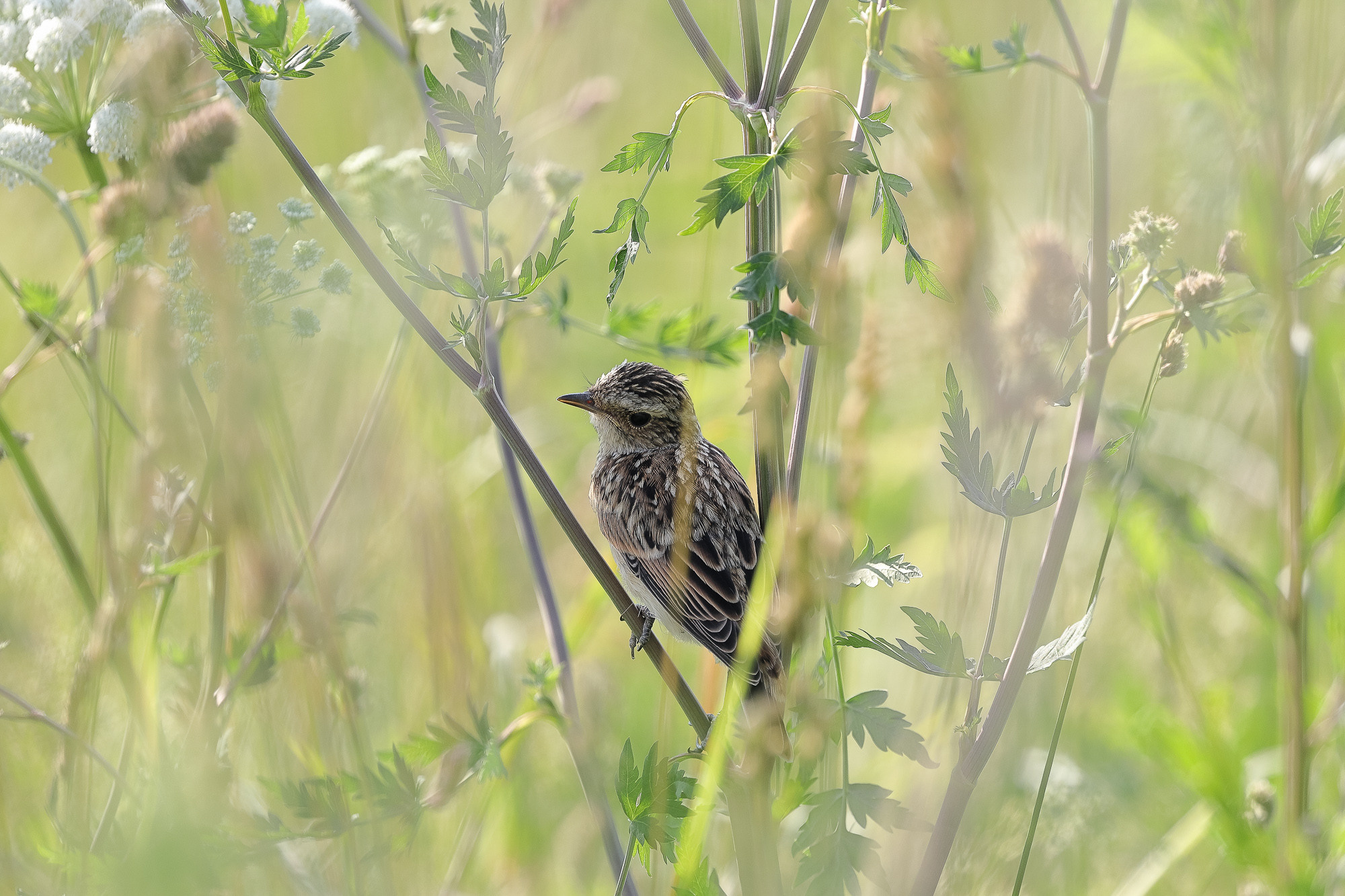 Луговой чекан на летнем лугу