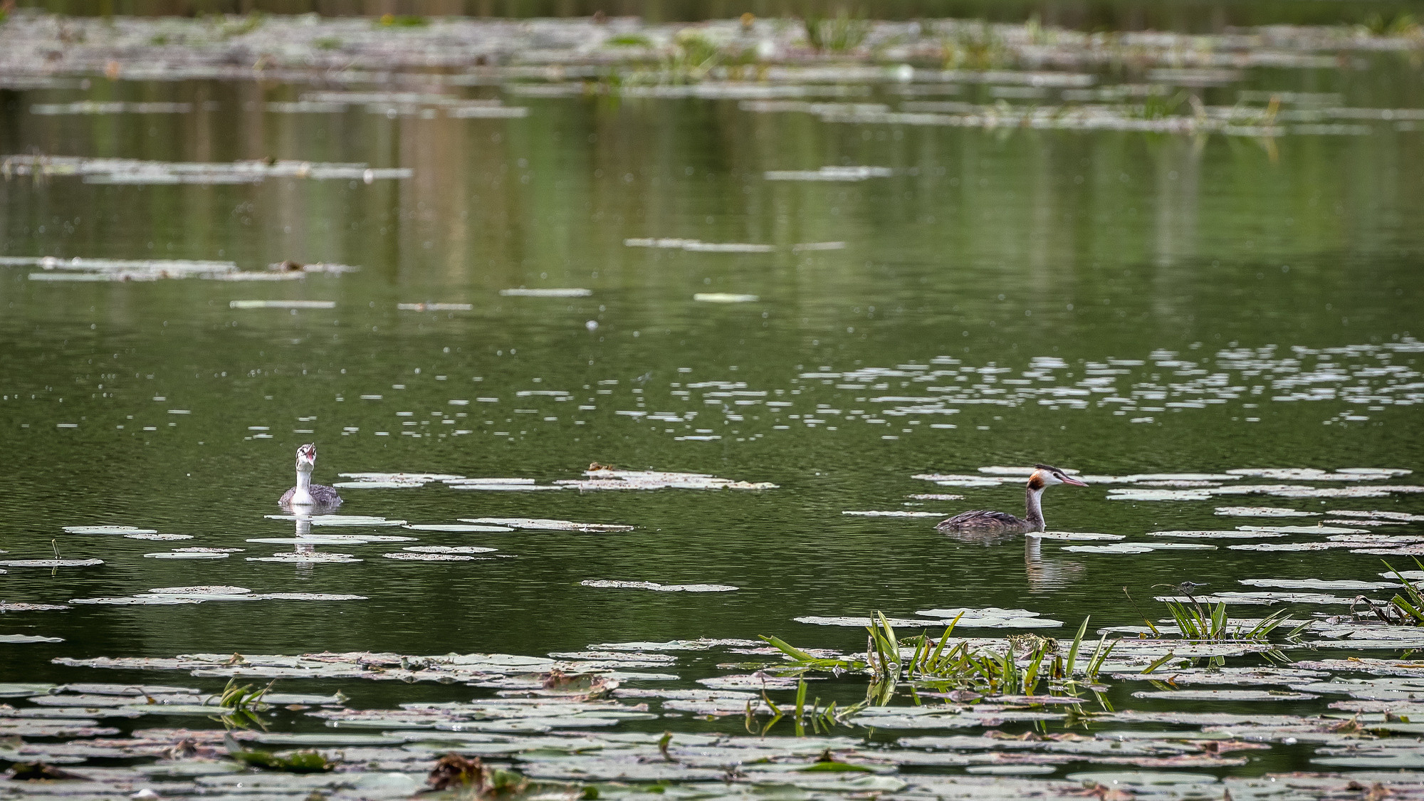 Пара серых цапель на водоеме