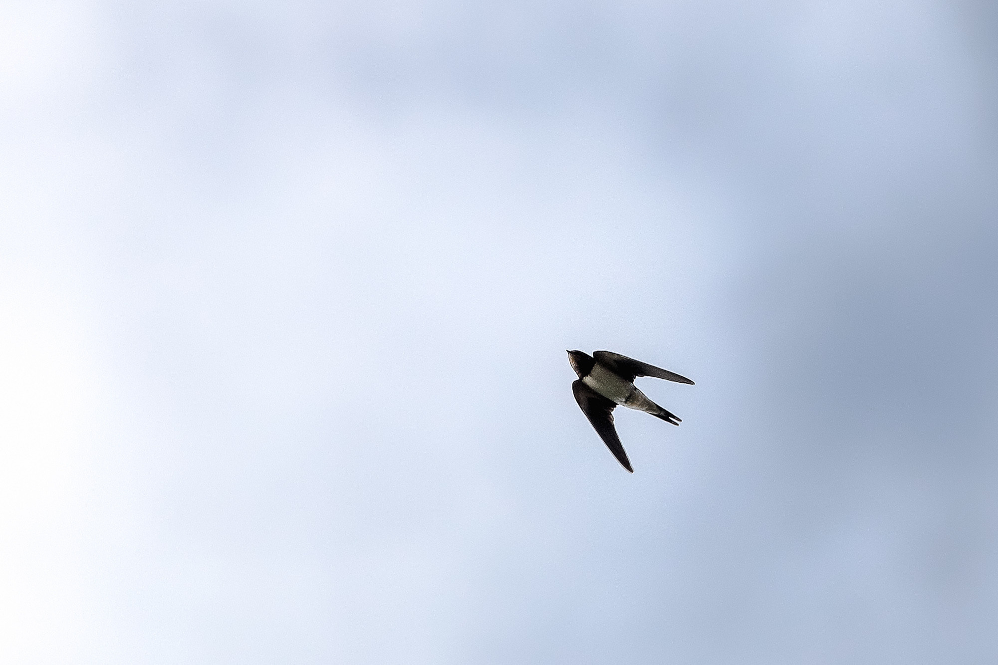 Черный стриж