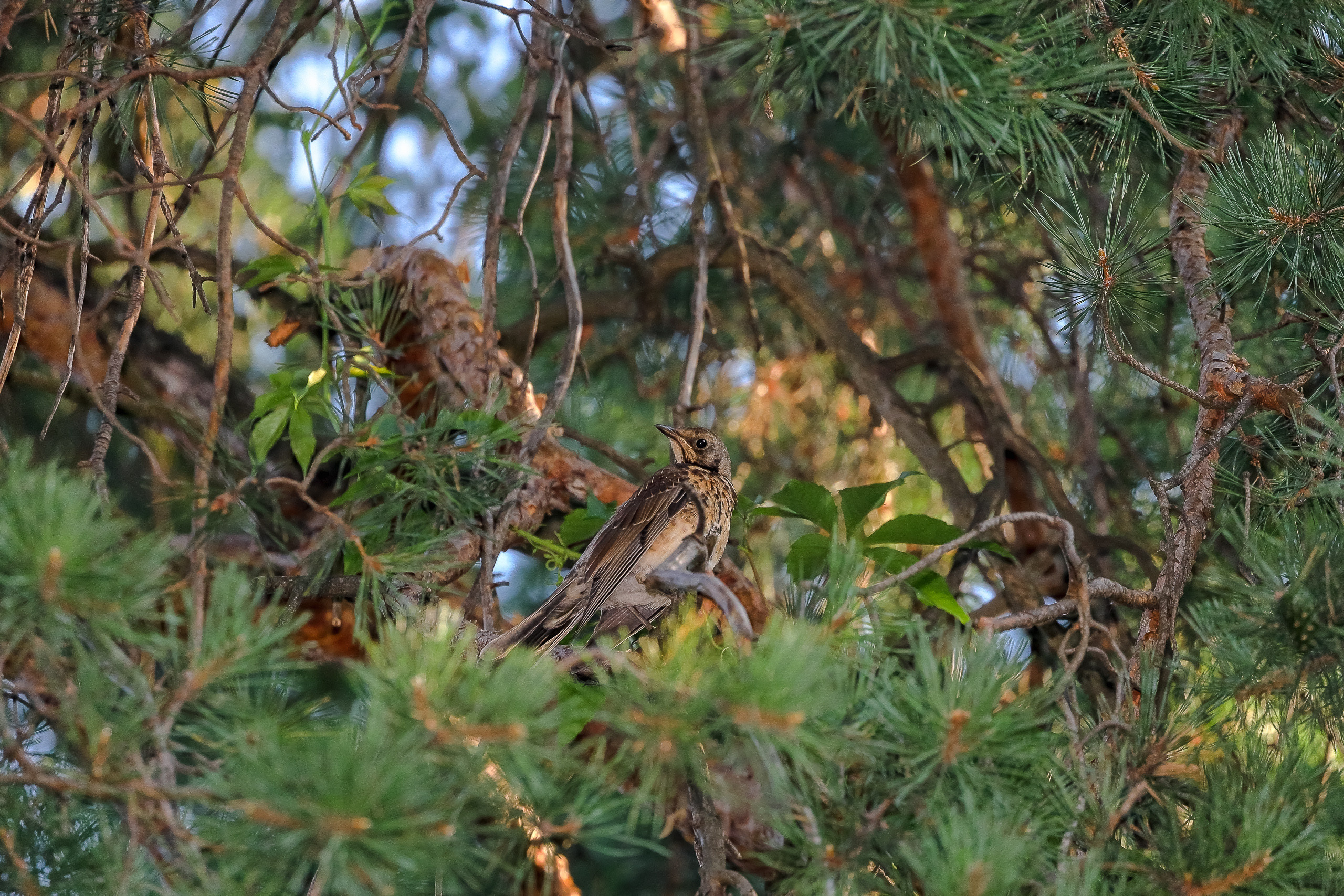 Дрозд на сосновой ветке