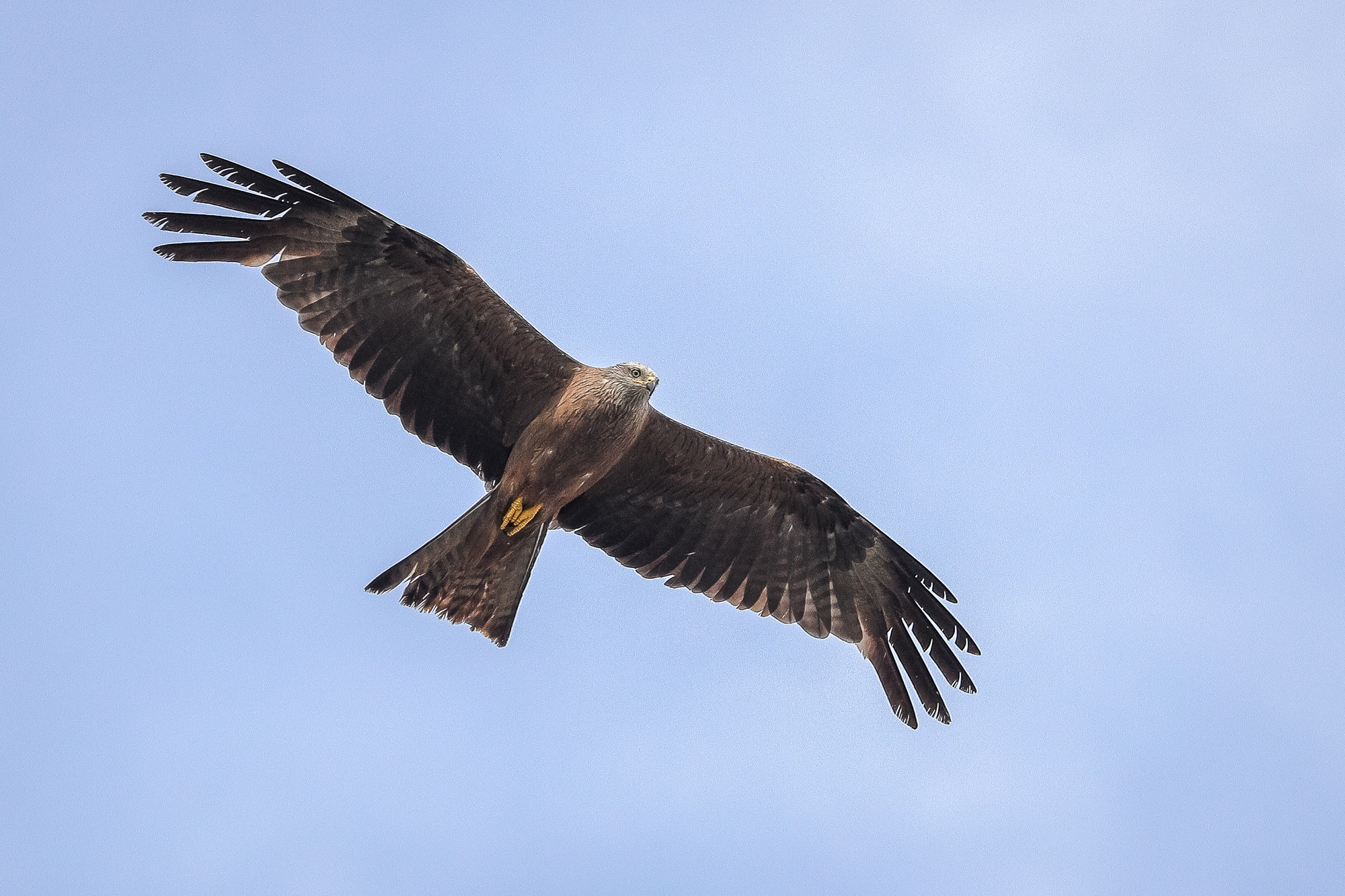 Кружащий в голубом летнем небе коршун