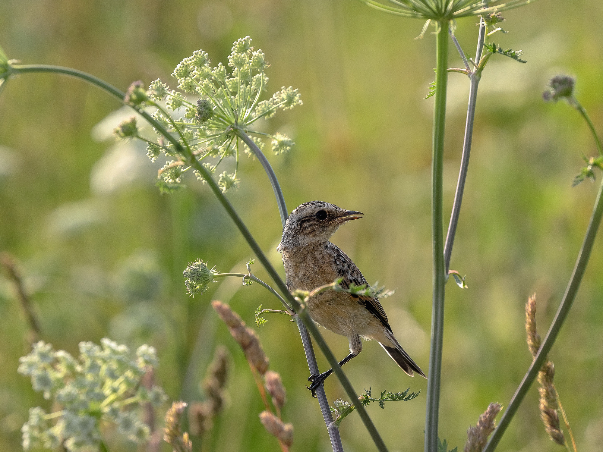 Луговой чекан на лугу
