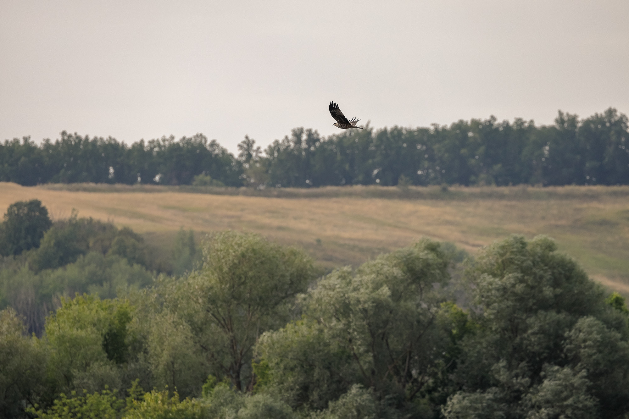 Коршун на охоте