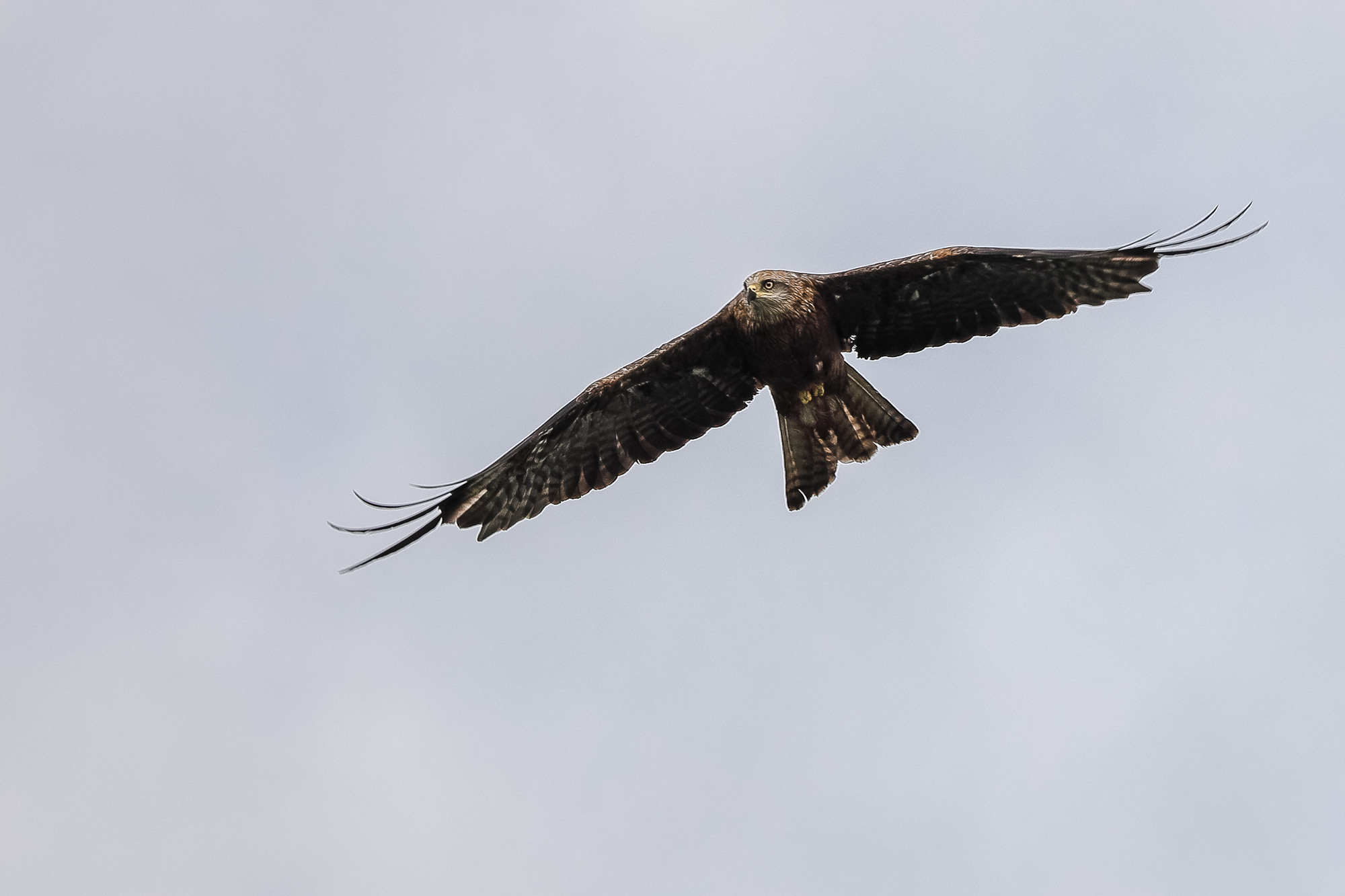 Парящий в небе коршун