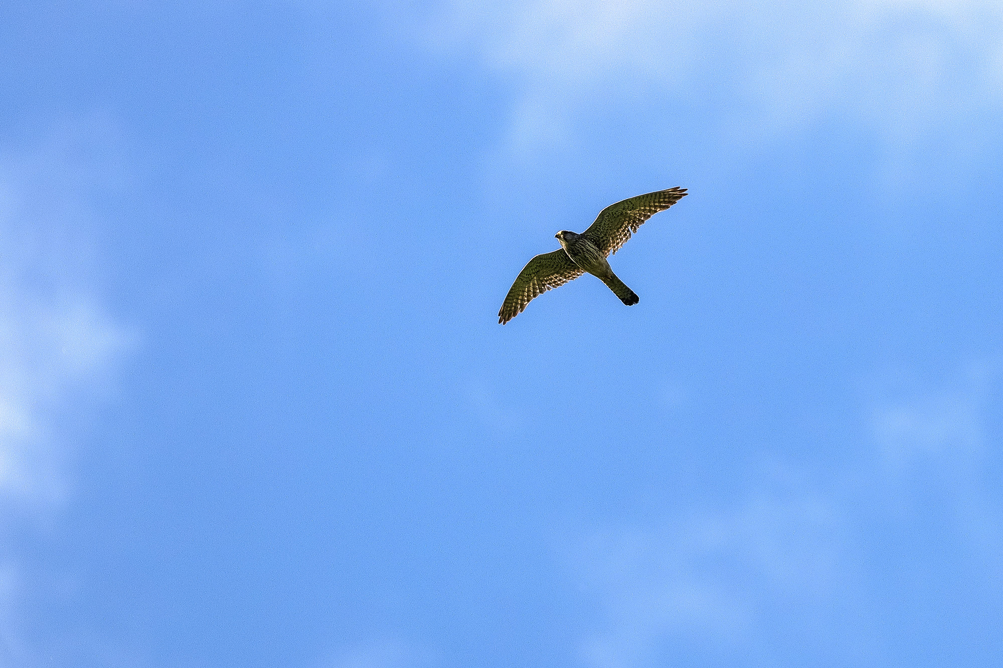 Обыкновенная пустельга в лучах заката