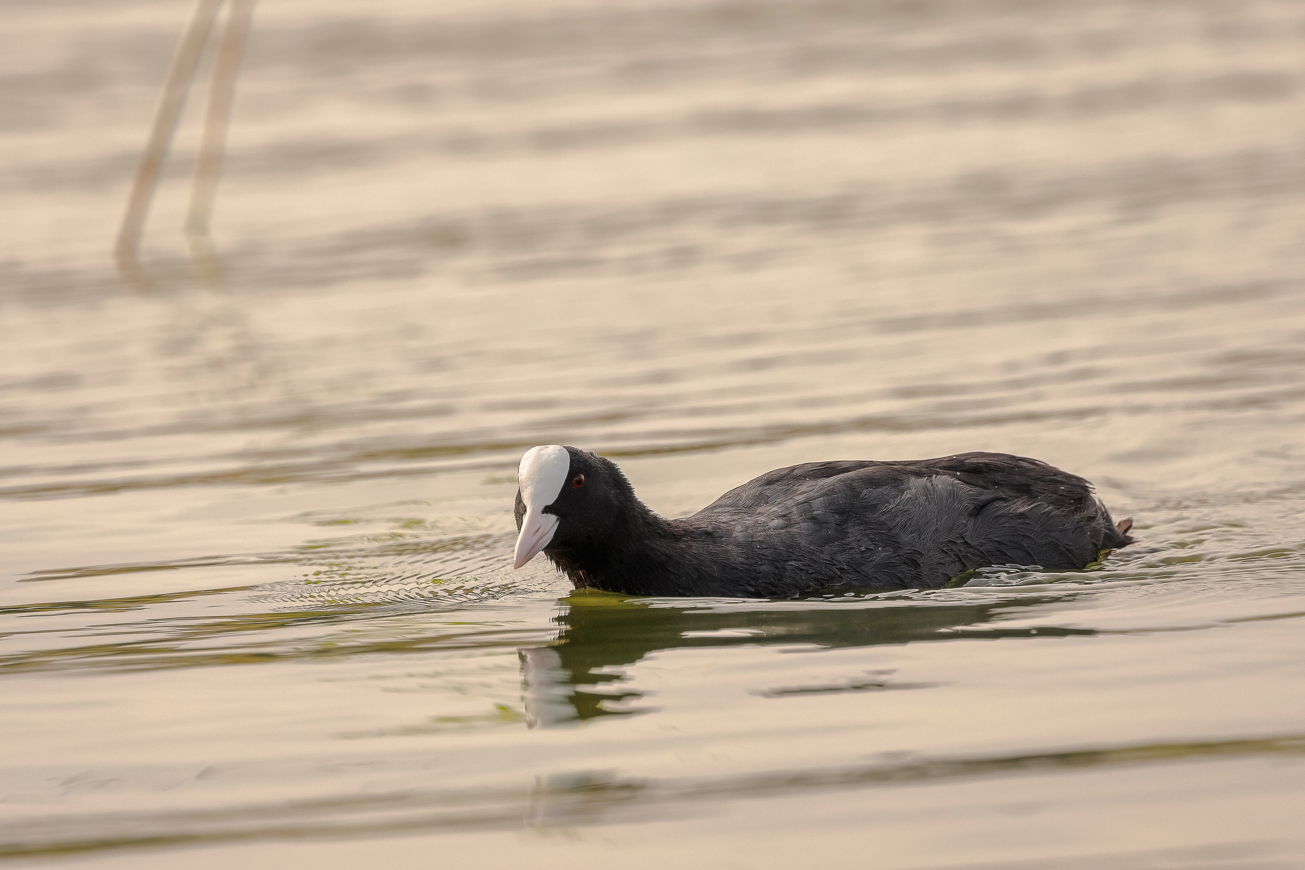 Плывущая лысуха утка