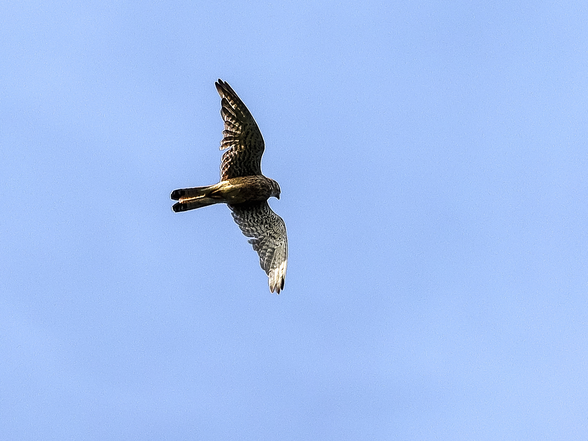 Пустельга обыкновенная в полете