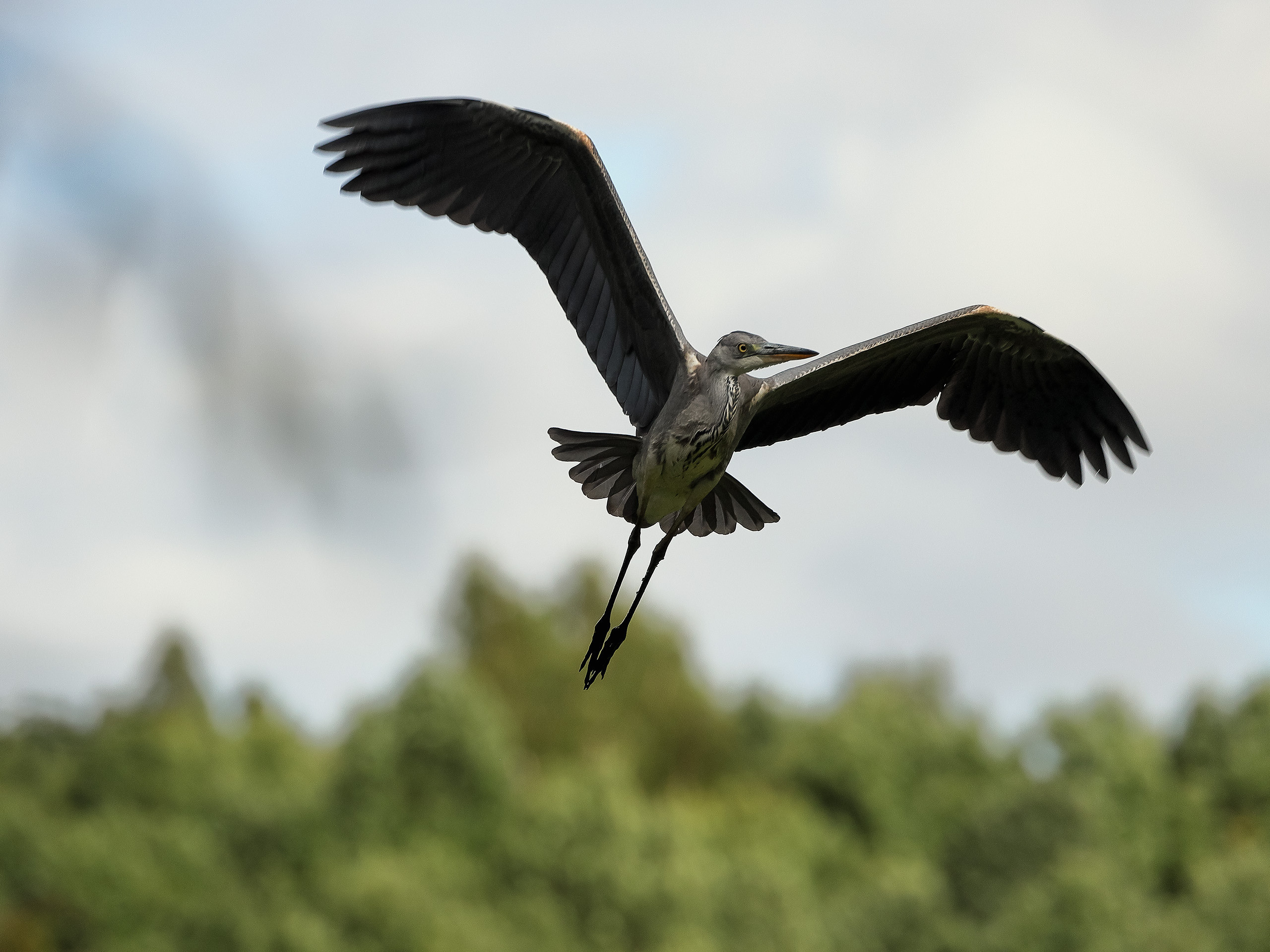 Серая цапля в полете