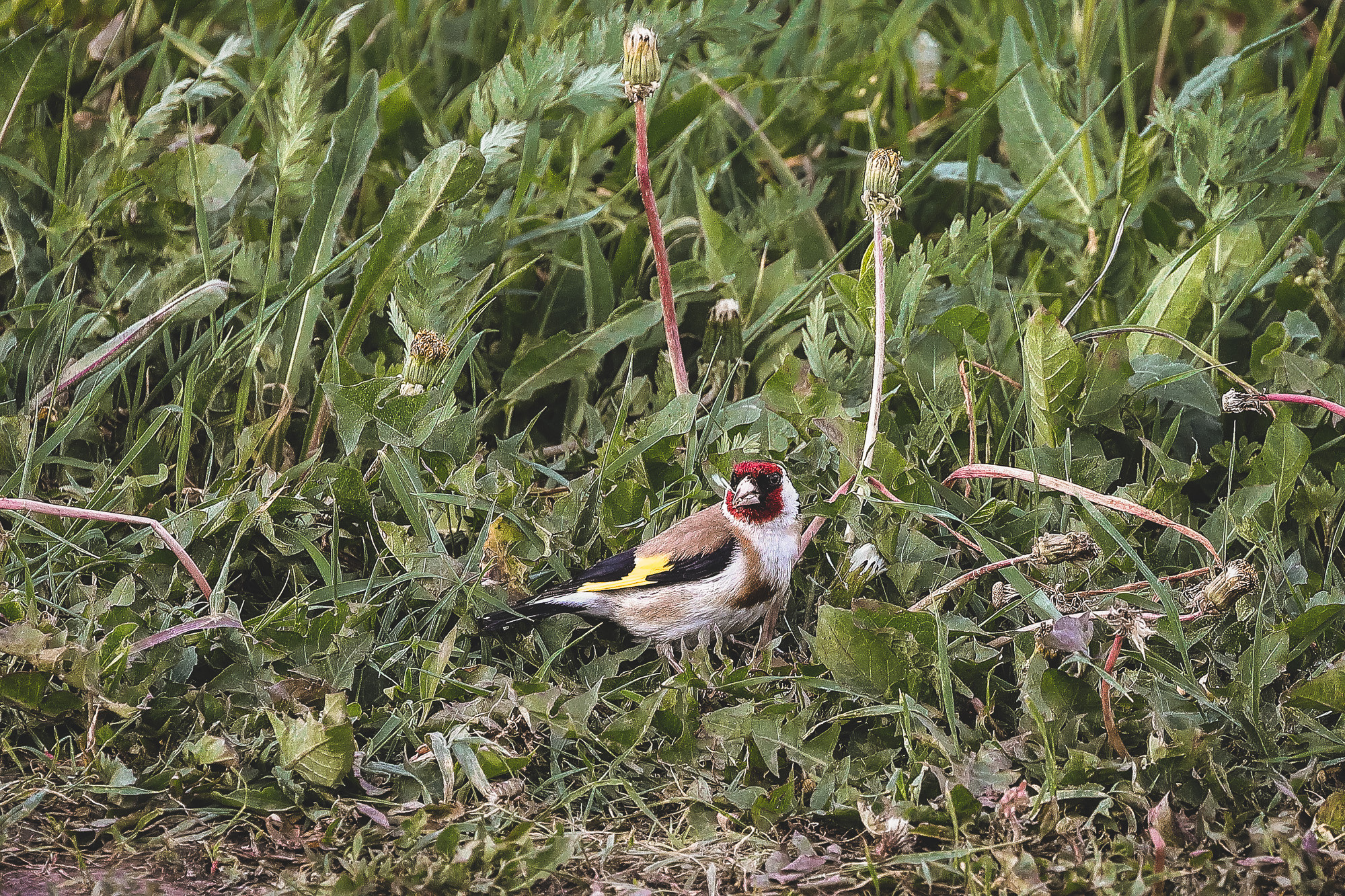Щегол прячется в траве