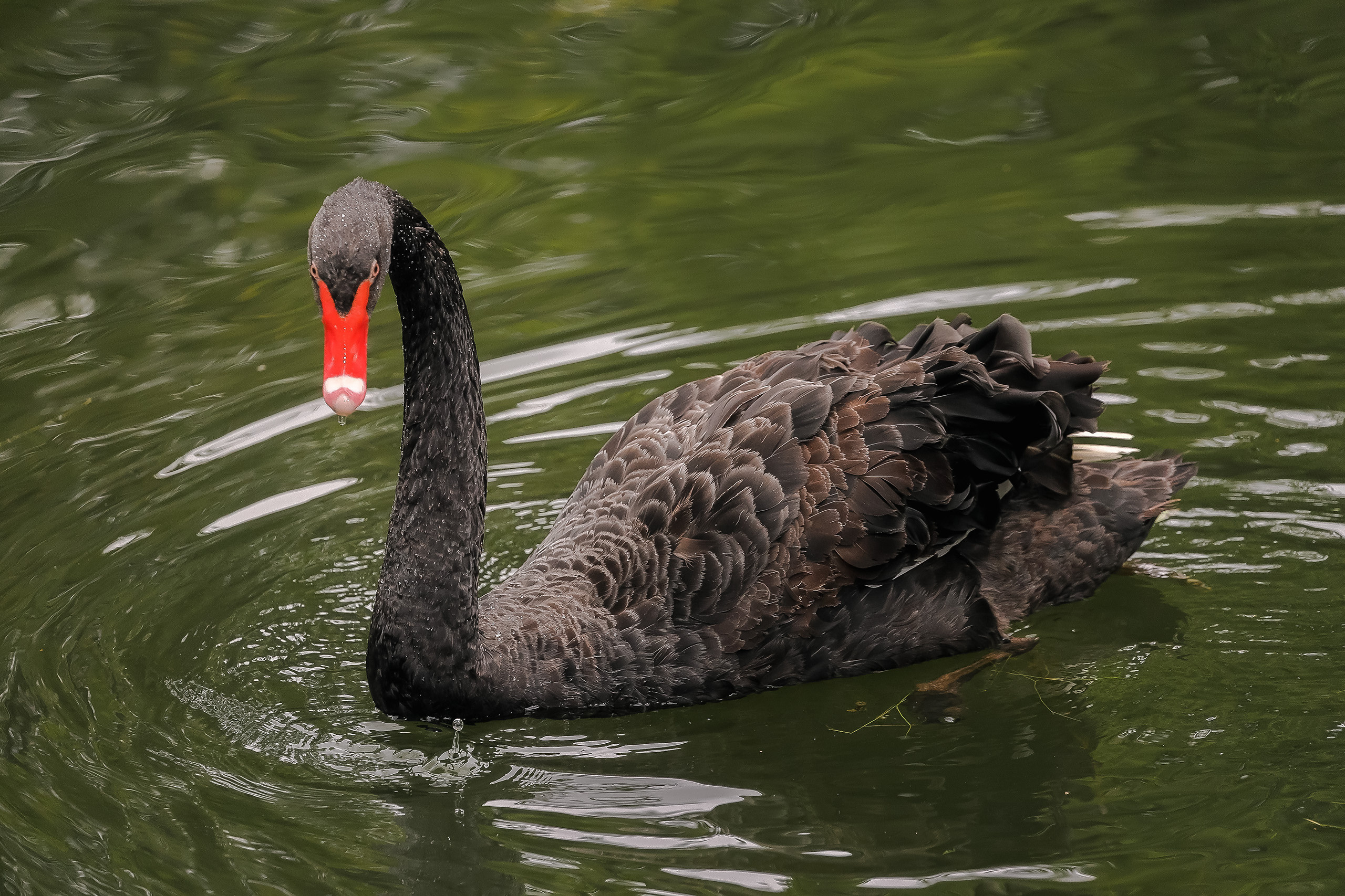 Черный лебедь на пруду