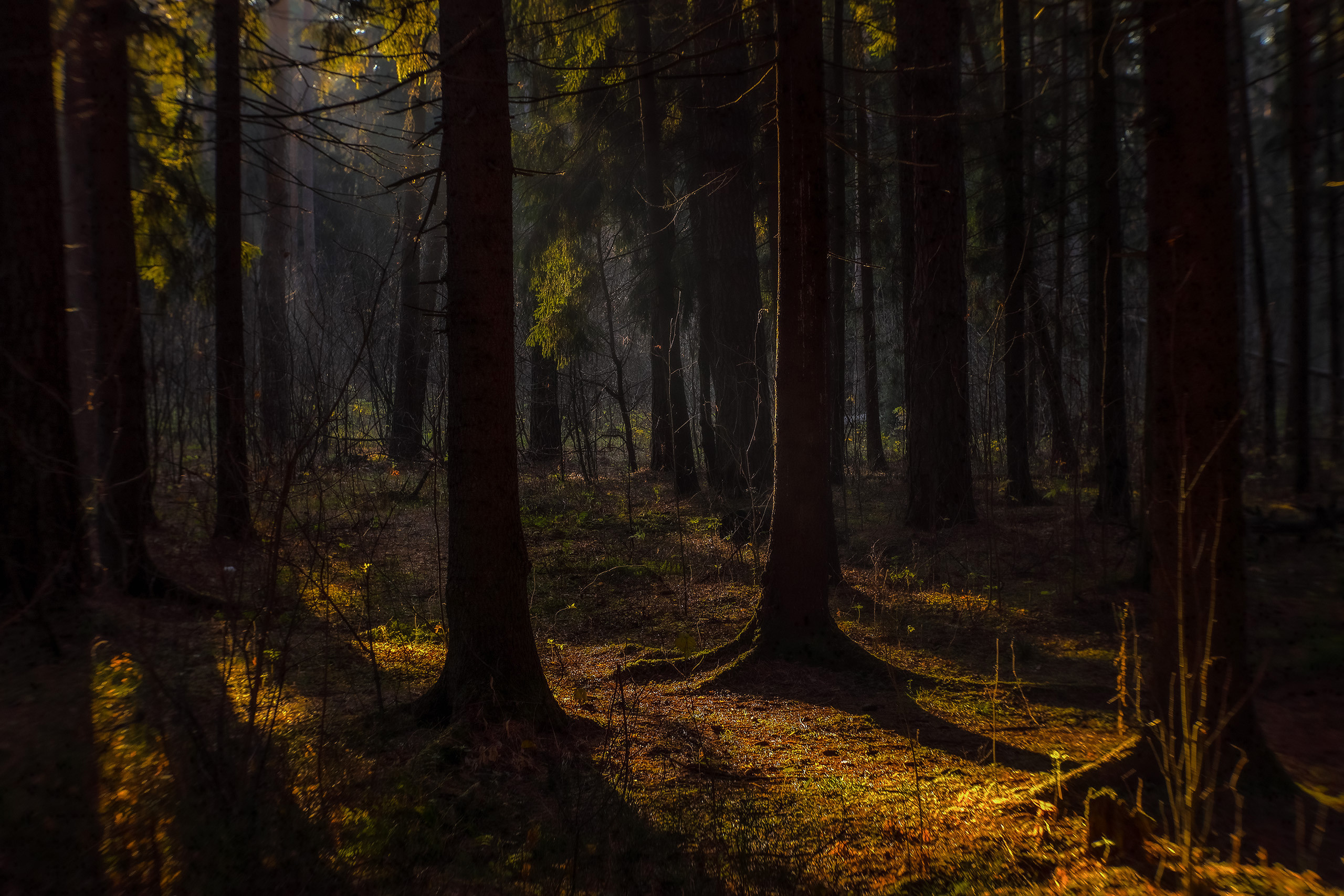 Драматический осенний свет в хвойном лесу