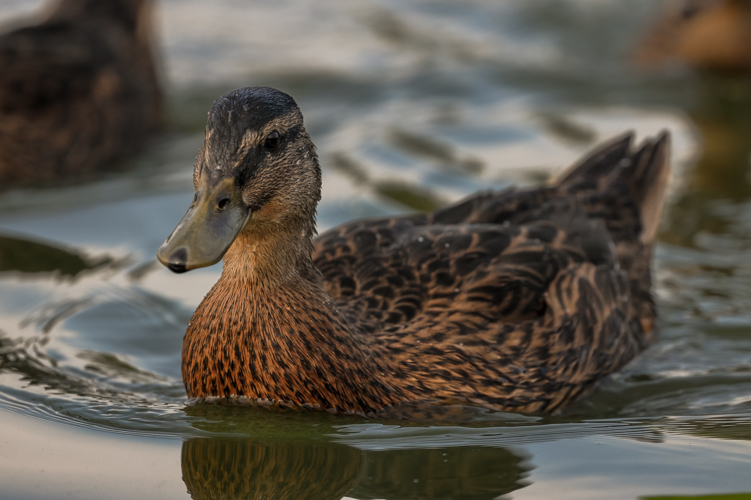 Наиболее известная и распространённая дикая утка