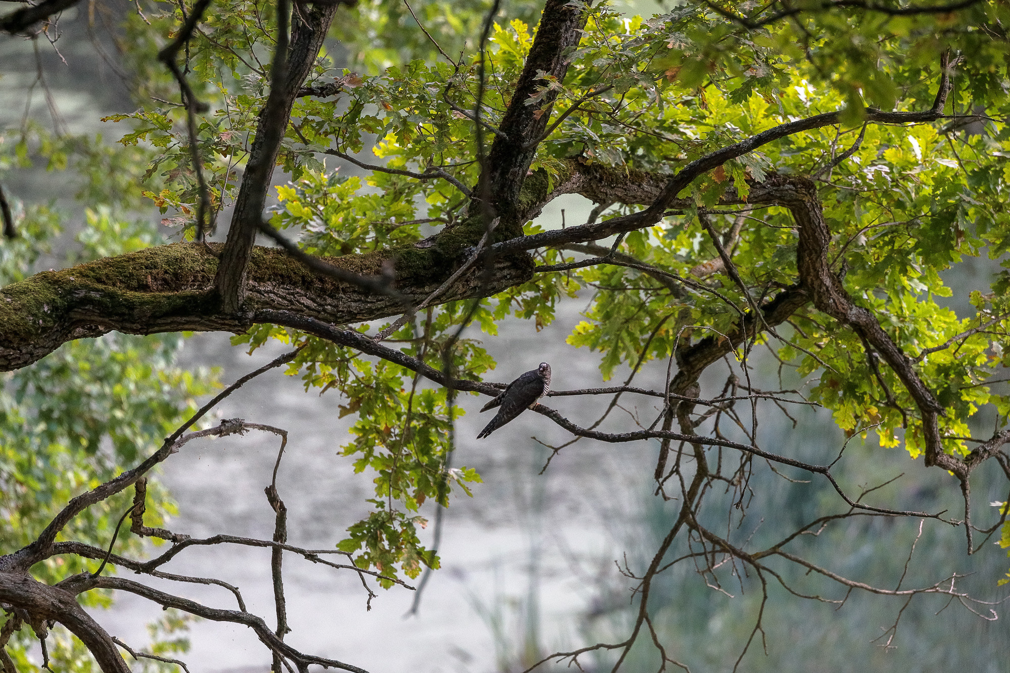 Кукушка обыкновенная на дубе
