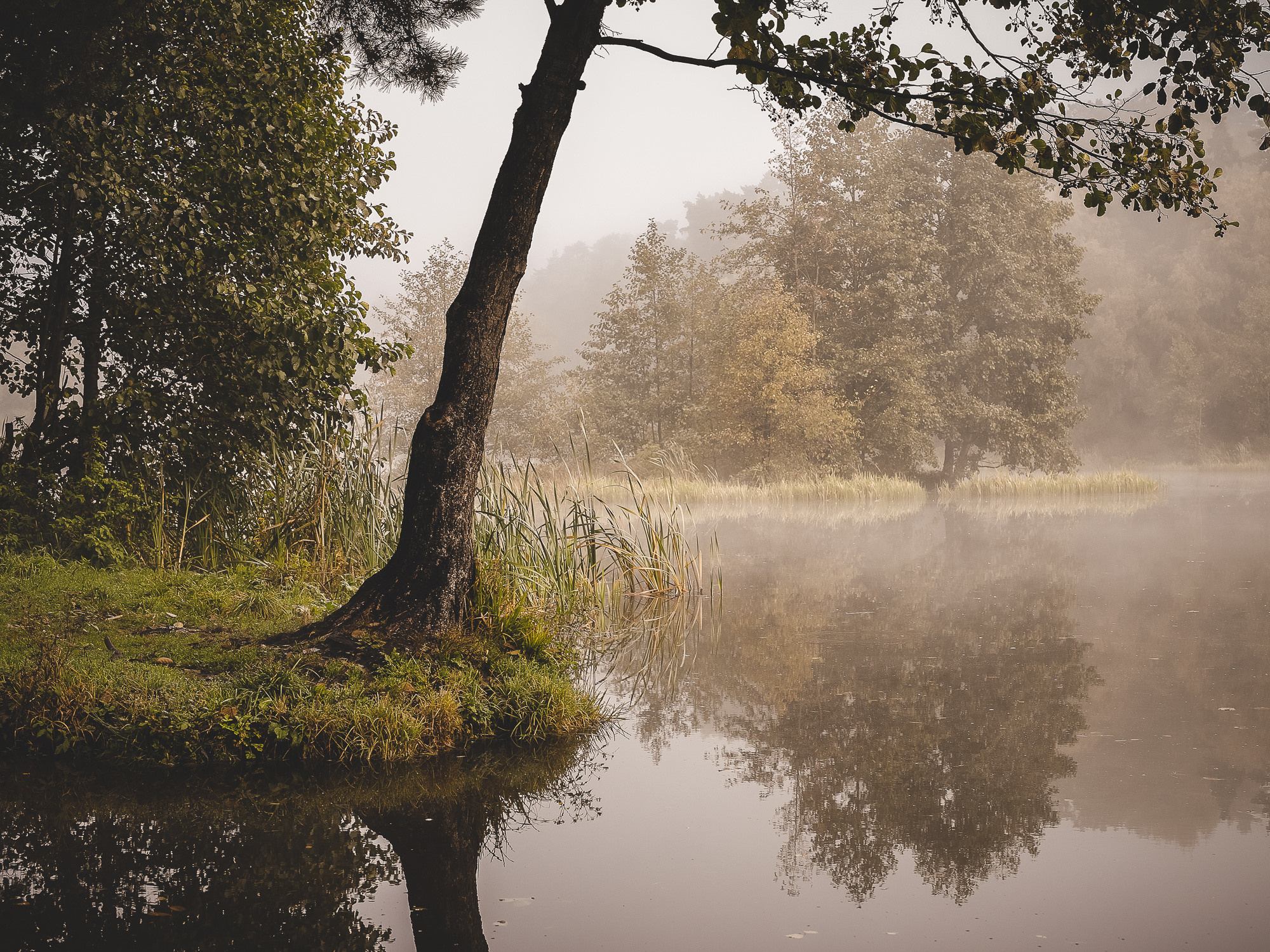 Дерево на берегу и островок на осеннем озере 